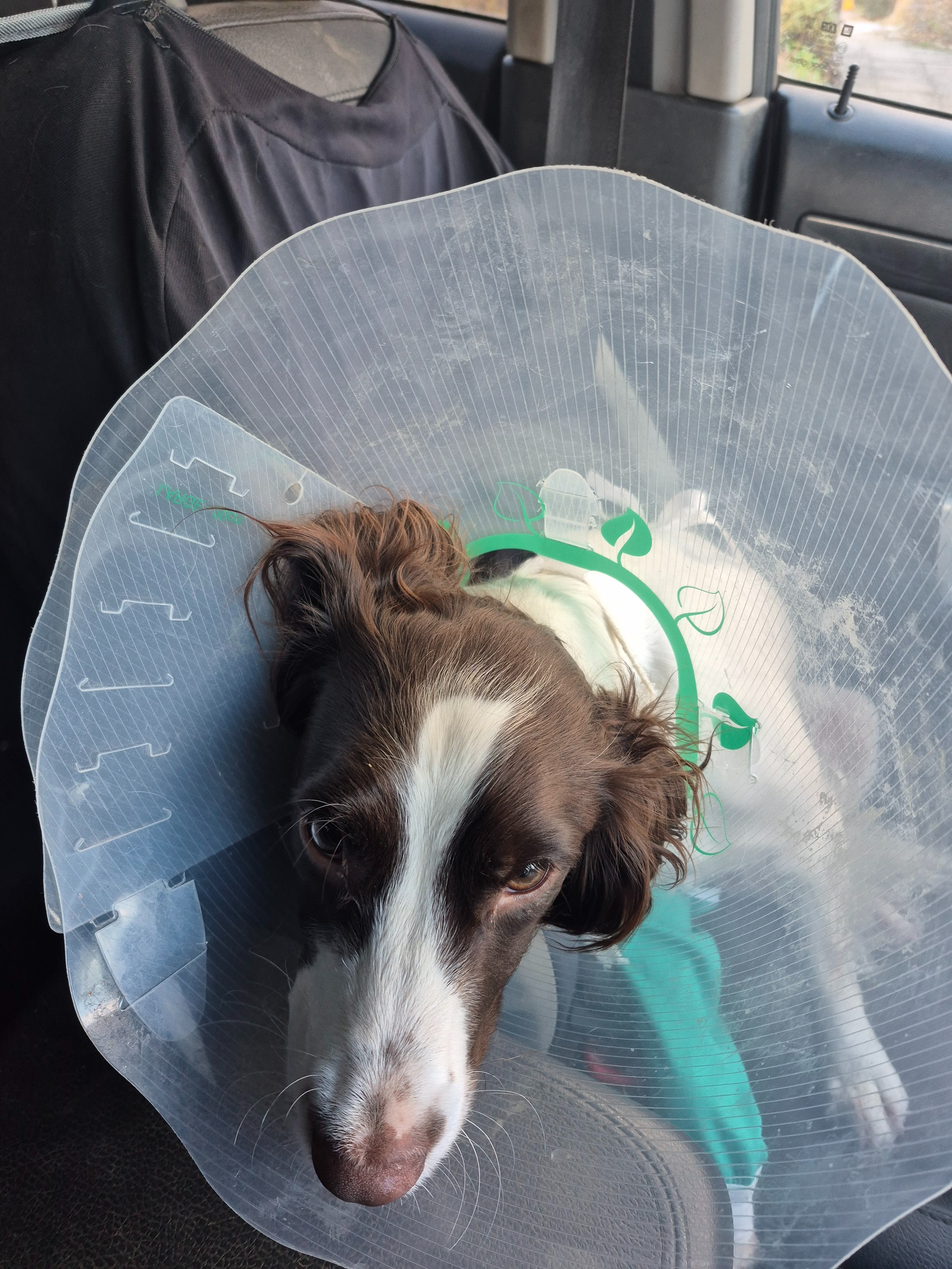 Springer Broken Fundraiser for Marie Donnelly by John Blair : To help pay for Eevee ...