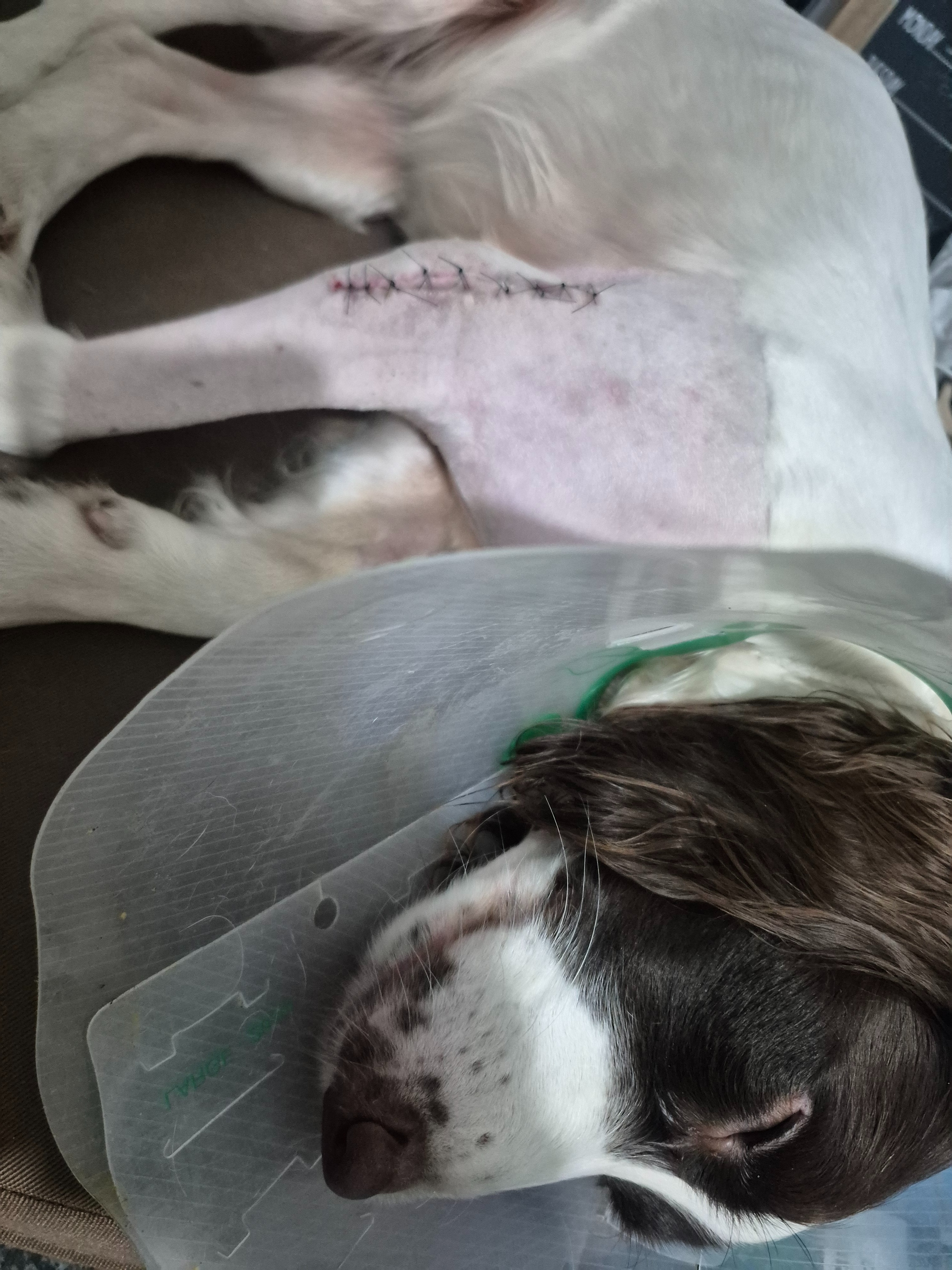 Springer Broken Fundraiser for Marie Donnelly by John Blair : To help pay for Eevee ...