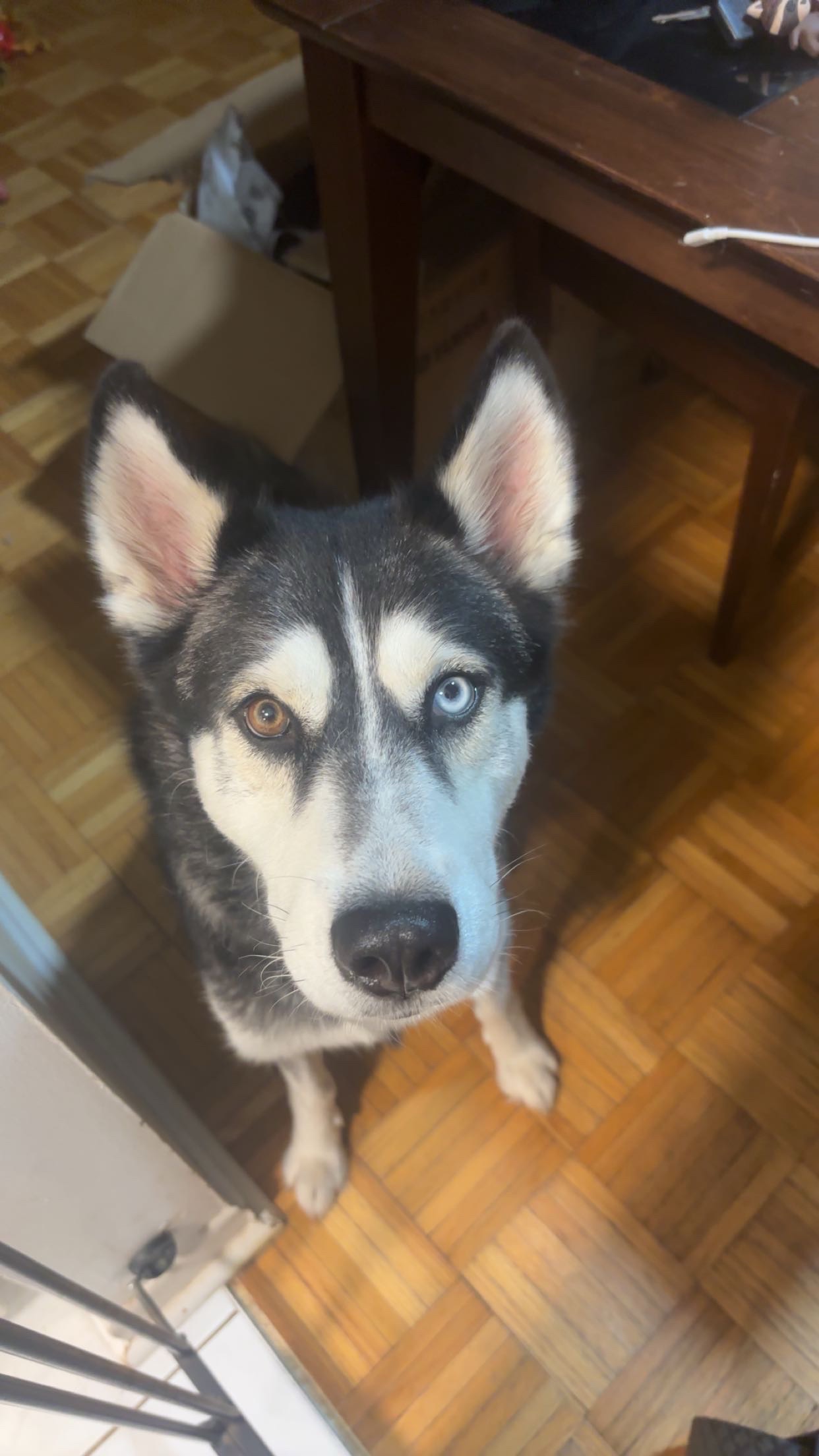 Help Koda campaign photo, 4 of 8