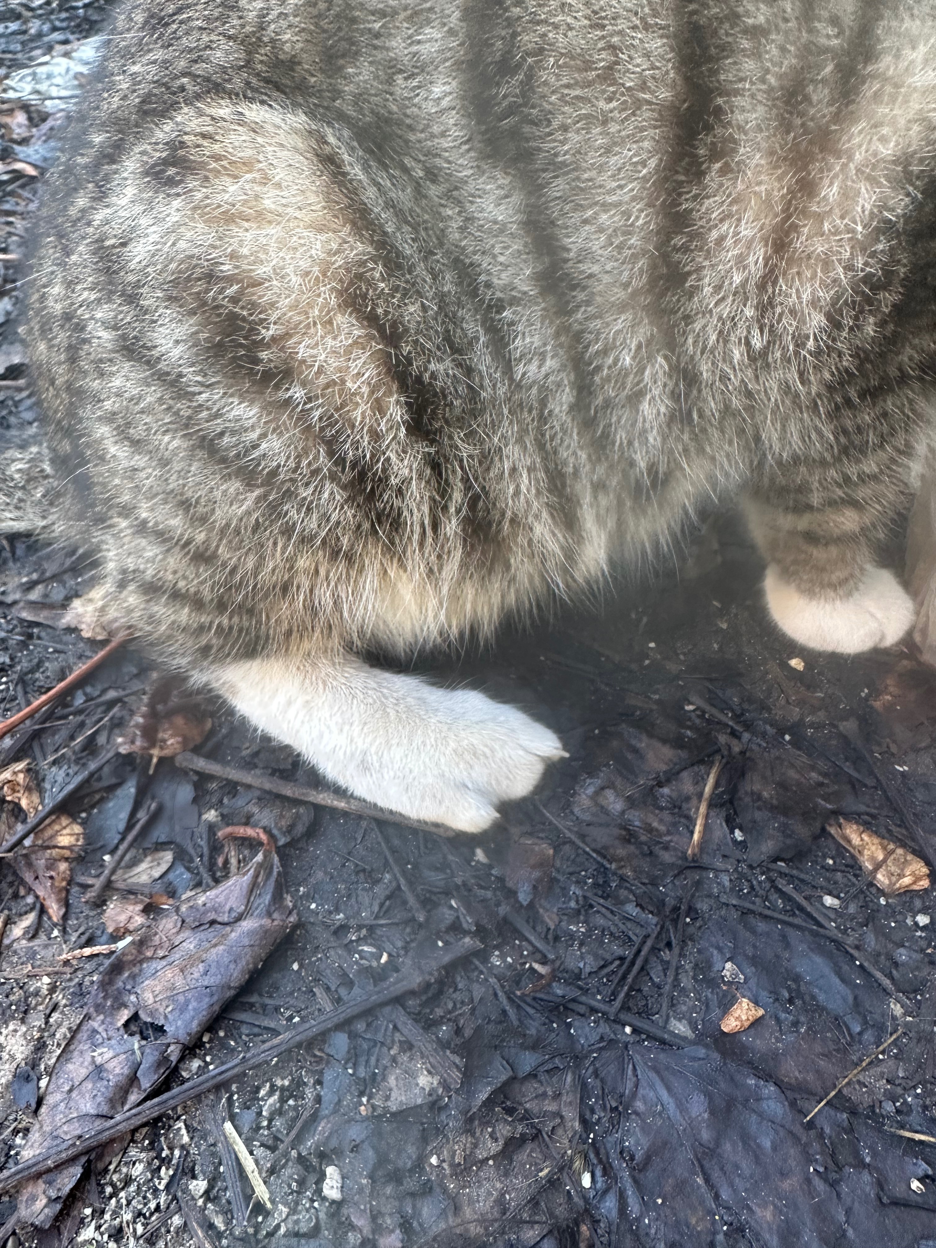 Help gatto operazione zampa rotta campaign photo, 7 of 8