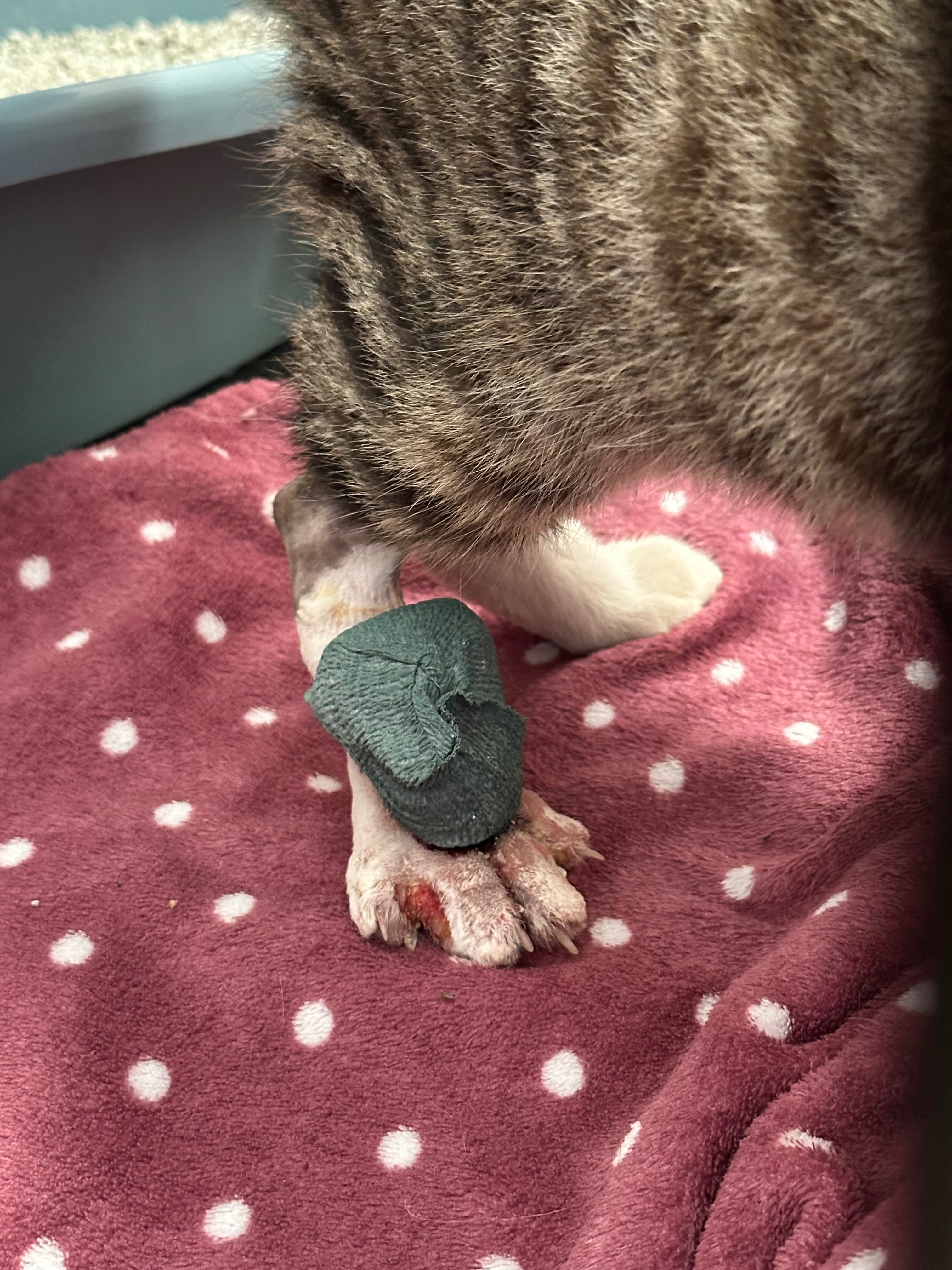 Help gatto operazione zampa rotta campaign photo, 4 of 8