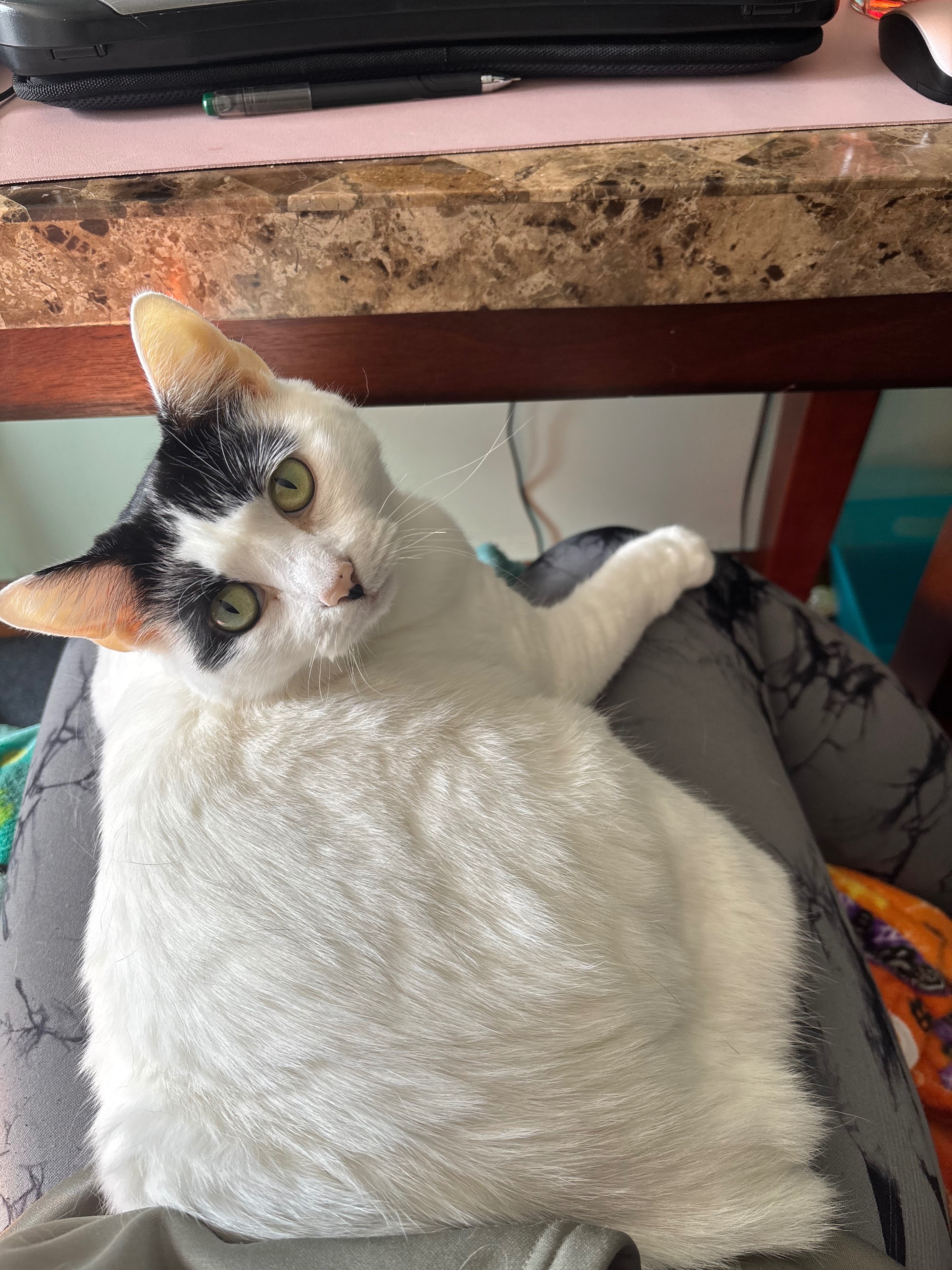 Help Bunny Get Lifesaving Care campaign photo, 2 of 7