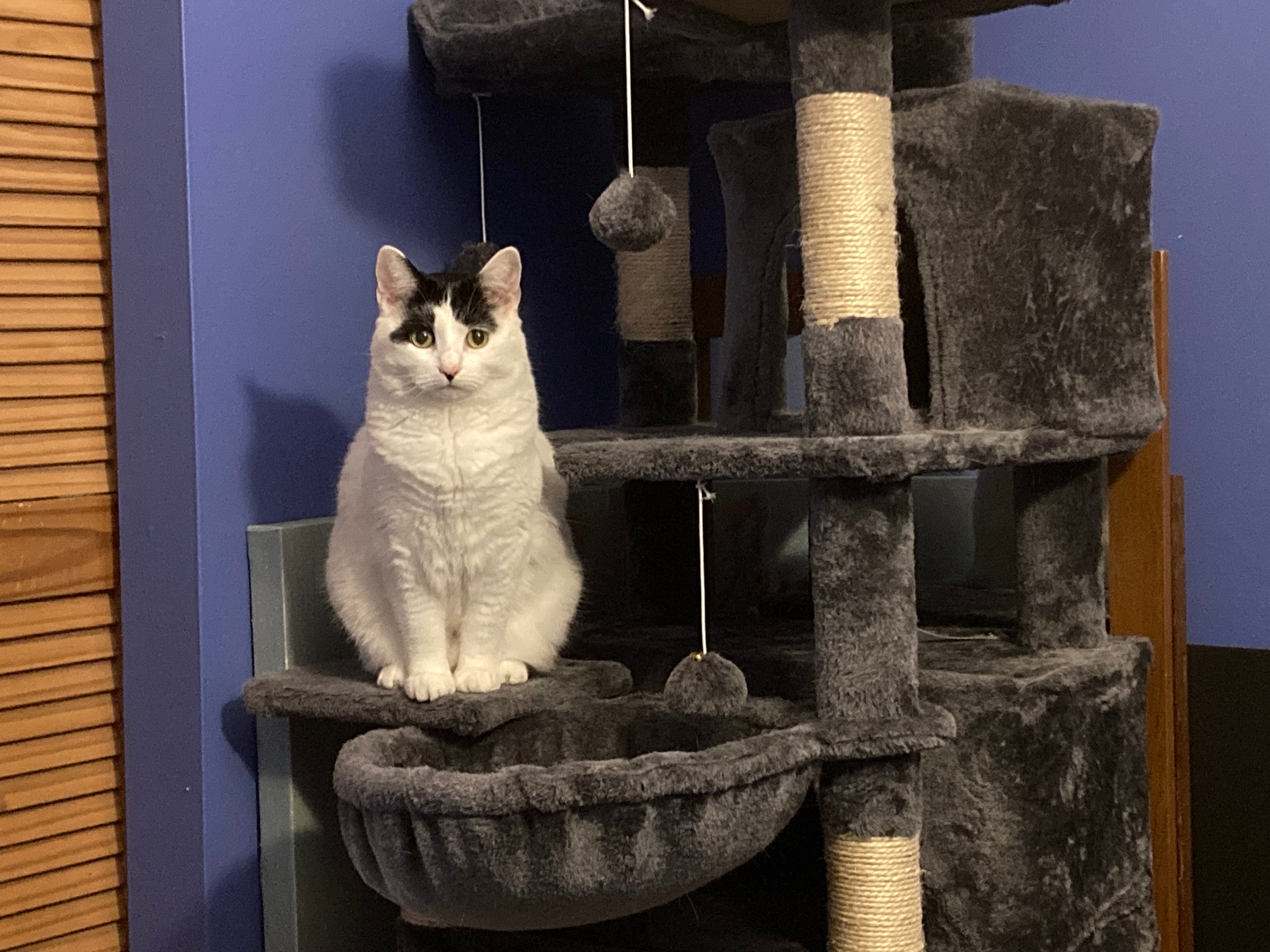 Help Bunny Get Lifesaving Care campaign photo, 6 of 7