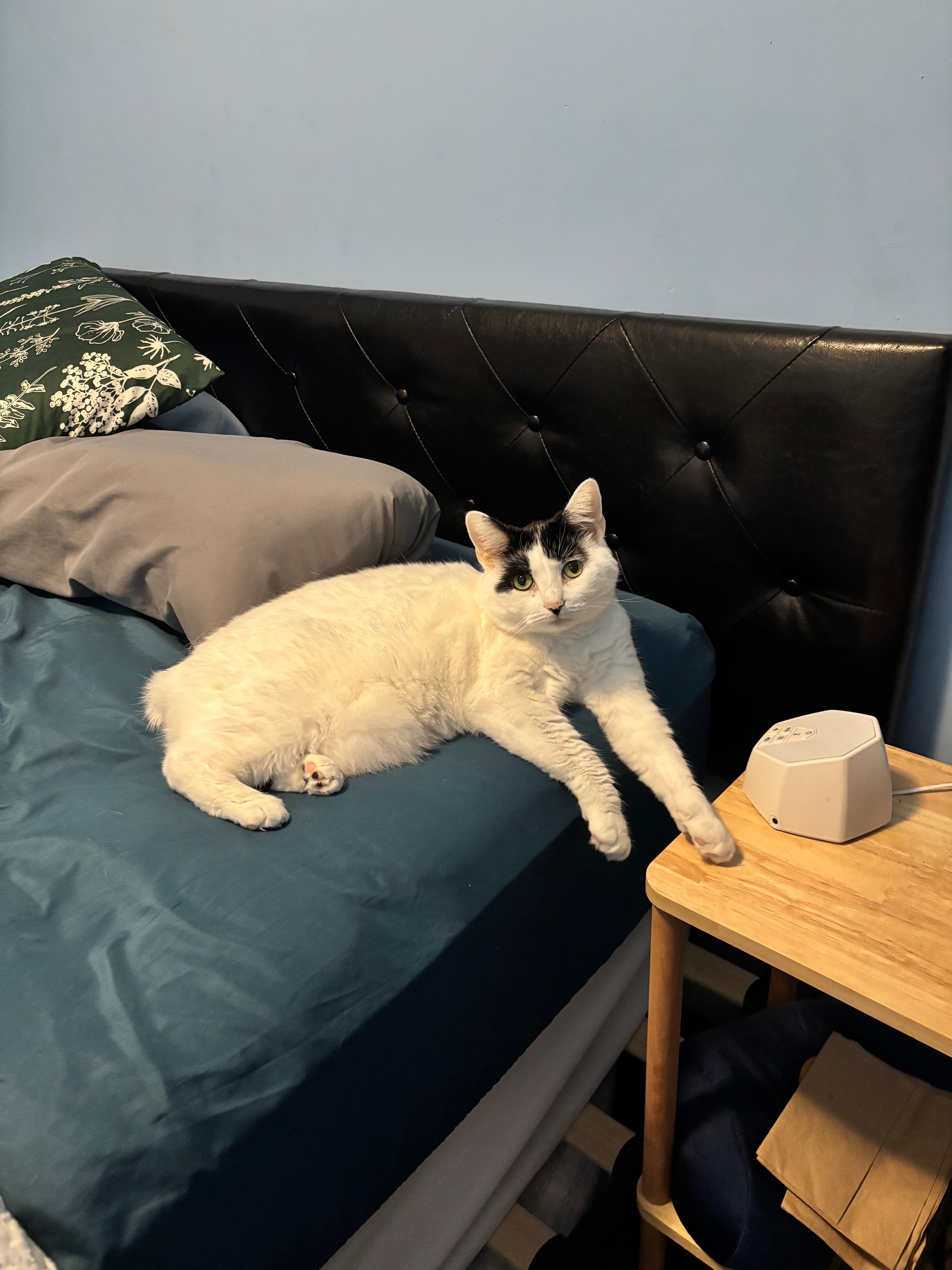 Help Bunny Get Lifesaving Care campaign photo, 4 of 7