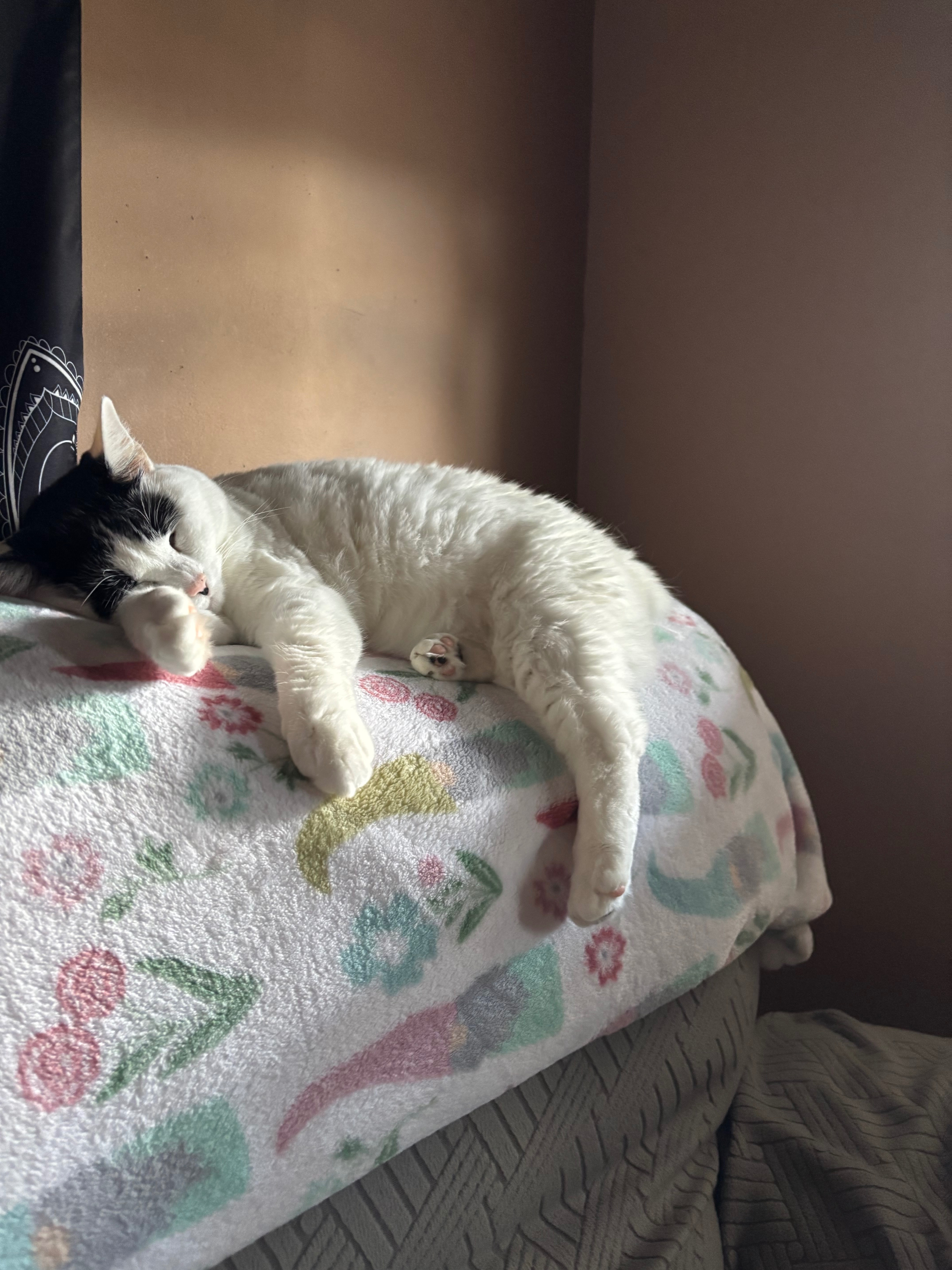Help Bunny Get Lifesaving Care campaign photo, 5 of 7