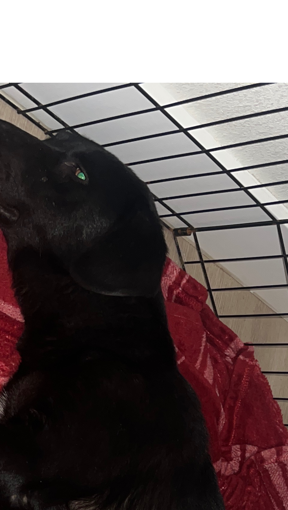 Support for Stray Dog's Urgent Vet Care photo