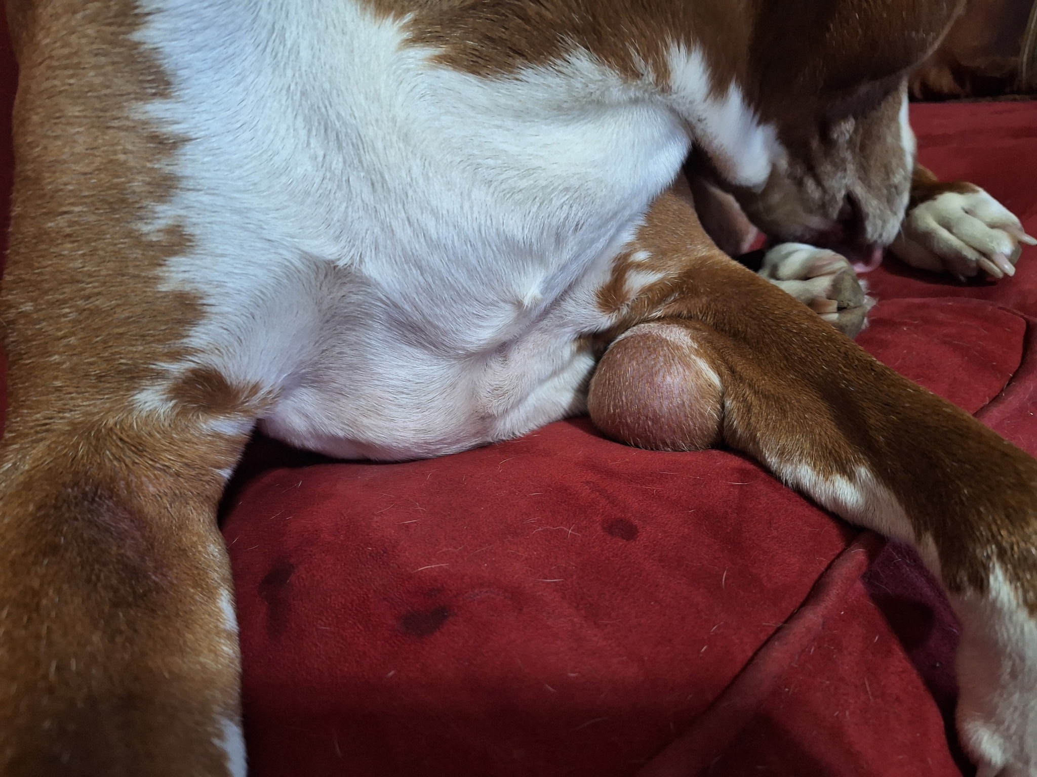 Care for Rooster, the Sweet Support Dog campaign photo, 2 of 7