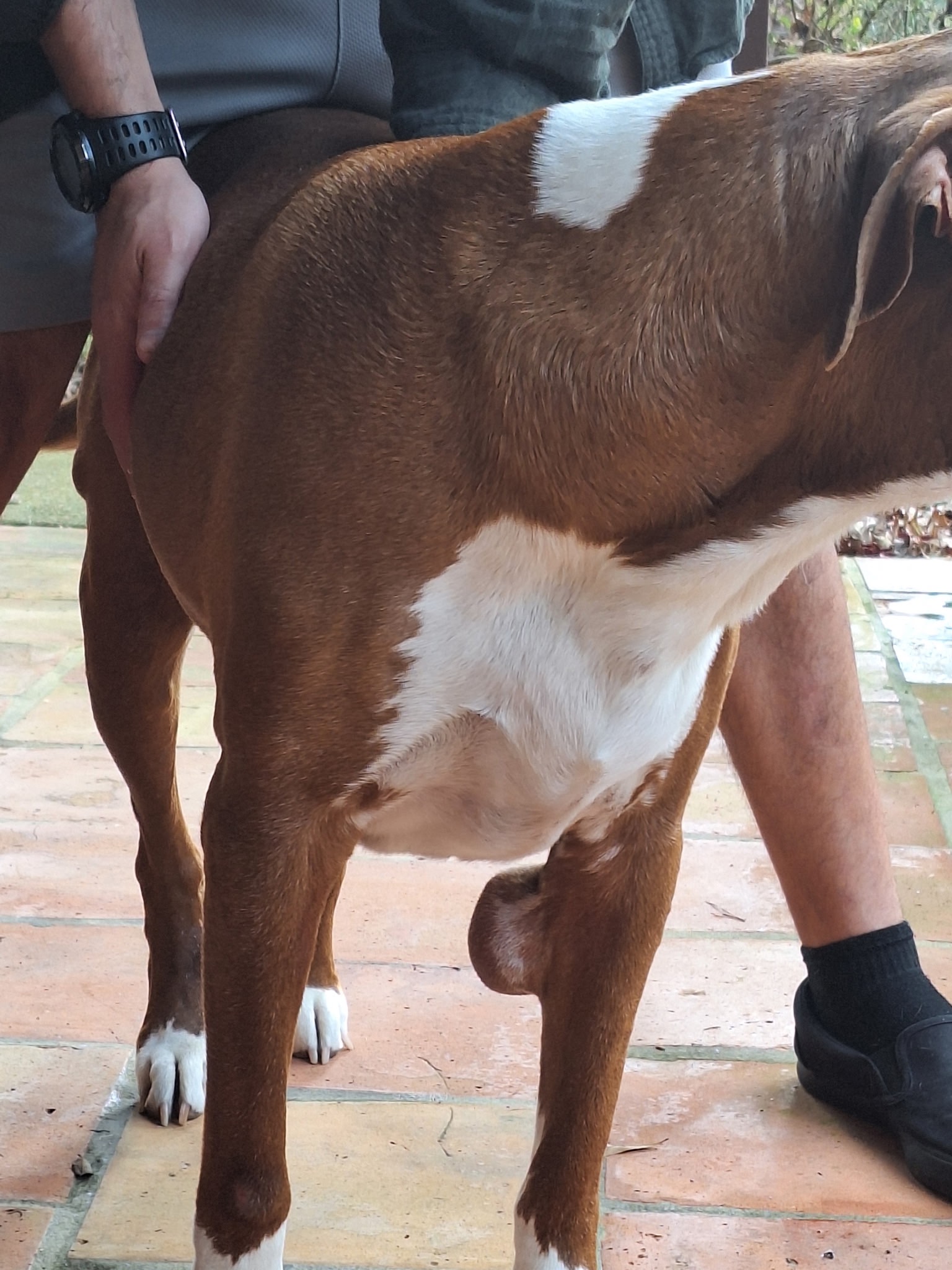 Care for Rooster, the Sweet Support Dog campaign photo, 6 of 7