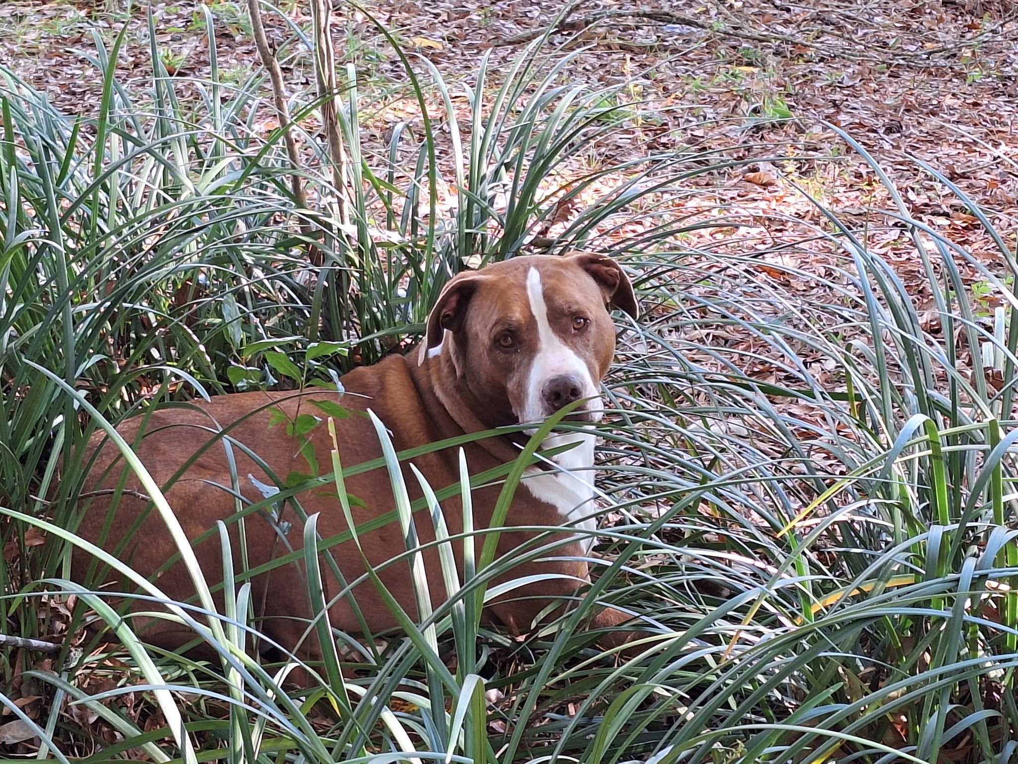 Care for Rooster, the Sweet Support Dog campaign photo, 5 of 7
