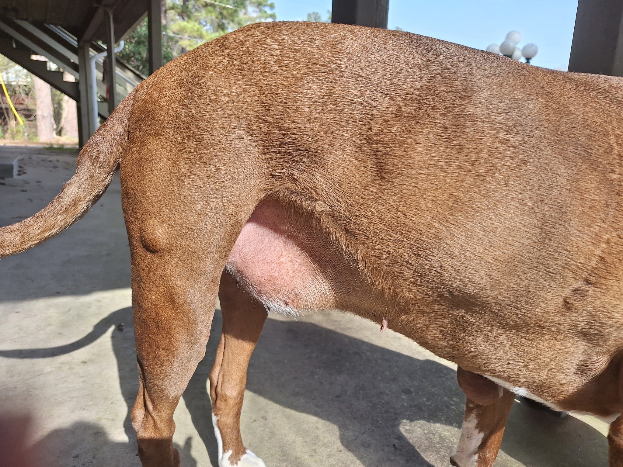 Care for Rooster, the Sweet Support Dog campaign photo, 4 of 7