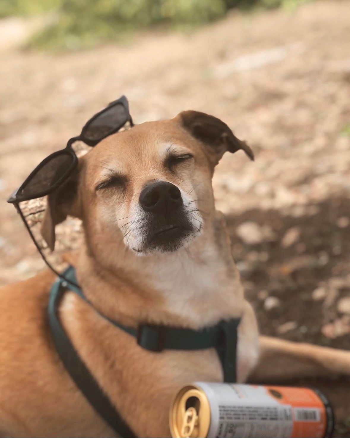 Honoring Oliver: Support for Taylor's Loss campaign photo, 6 of 7