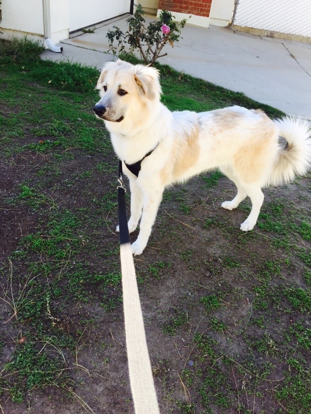 Help me put my sweet dog to her final peace campaign photo, 6 of 6