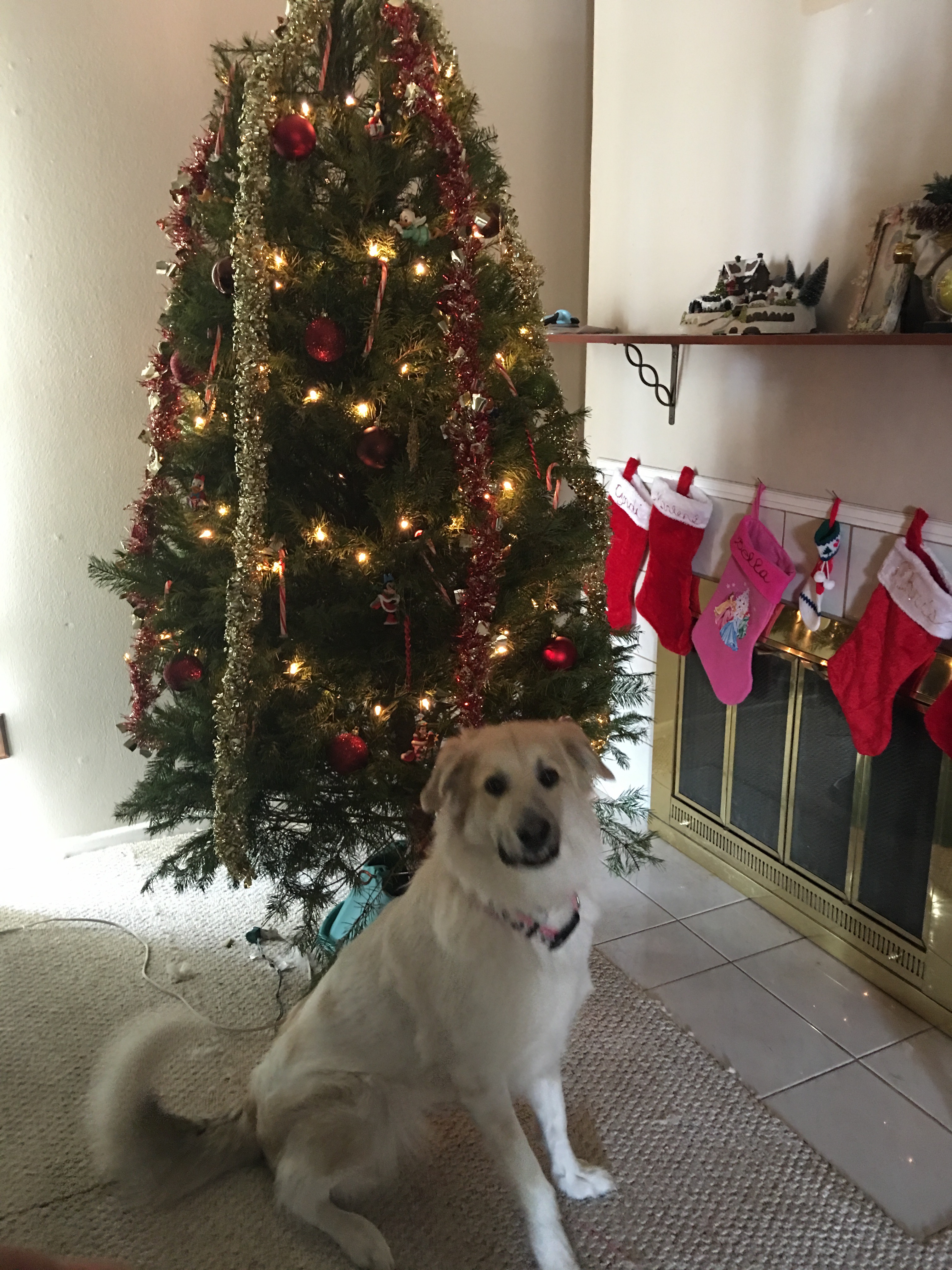 Help me put my sweet dog to her final peace campaign photo, 4 of 6