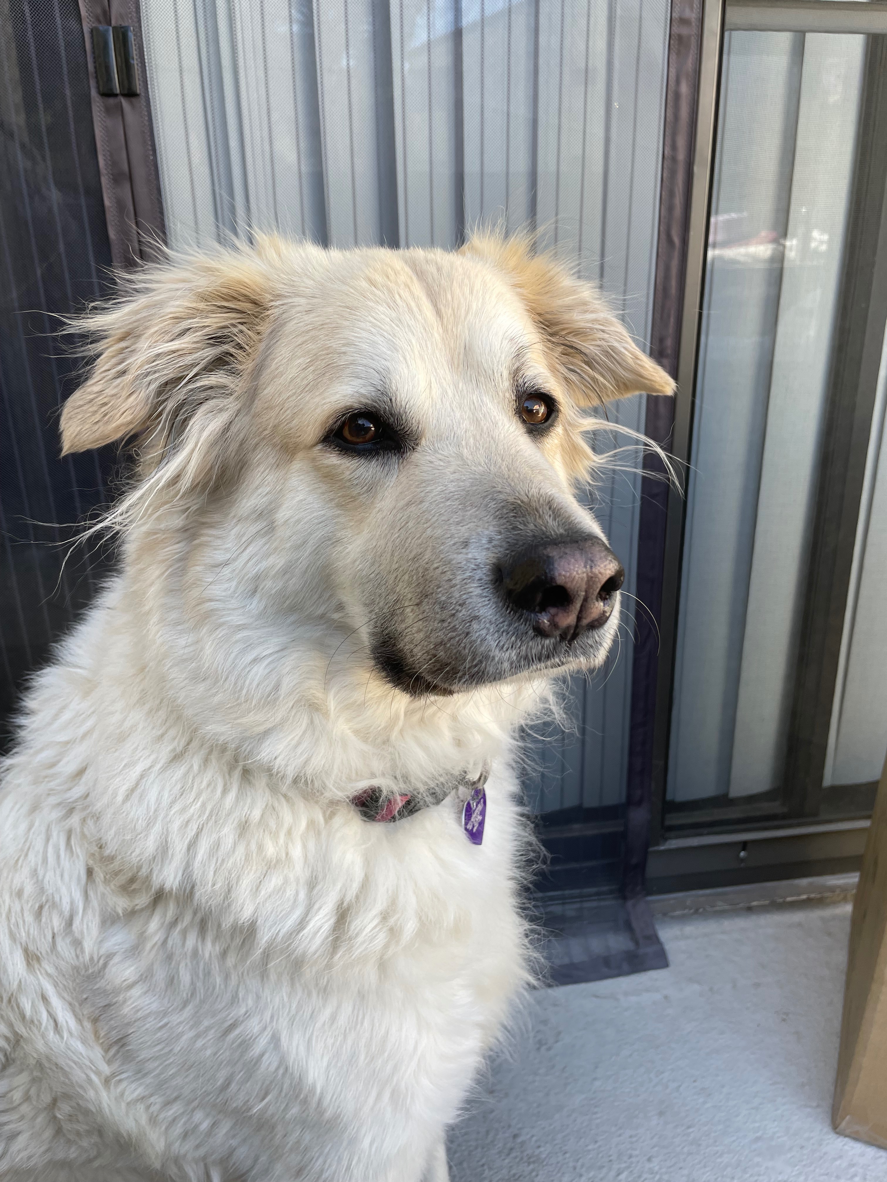 Help me put my sweet dog to her final peace campaign photo, 5 of 6