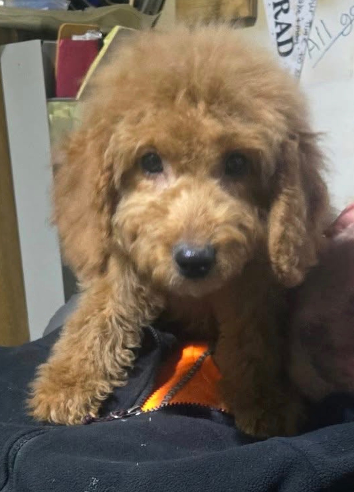 Help Odie Heal: Surgery for Our Puppy campaign photo, 5 of 6