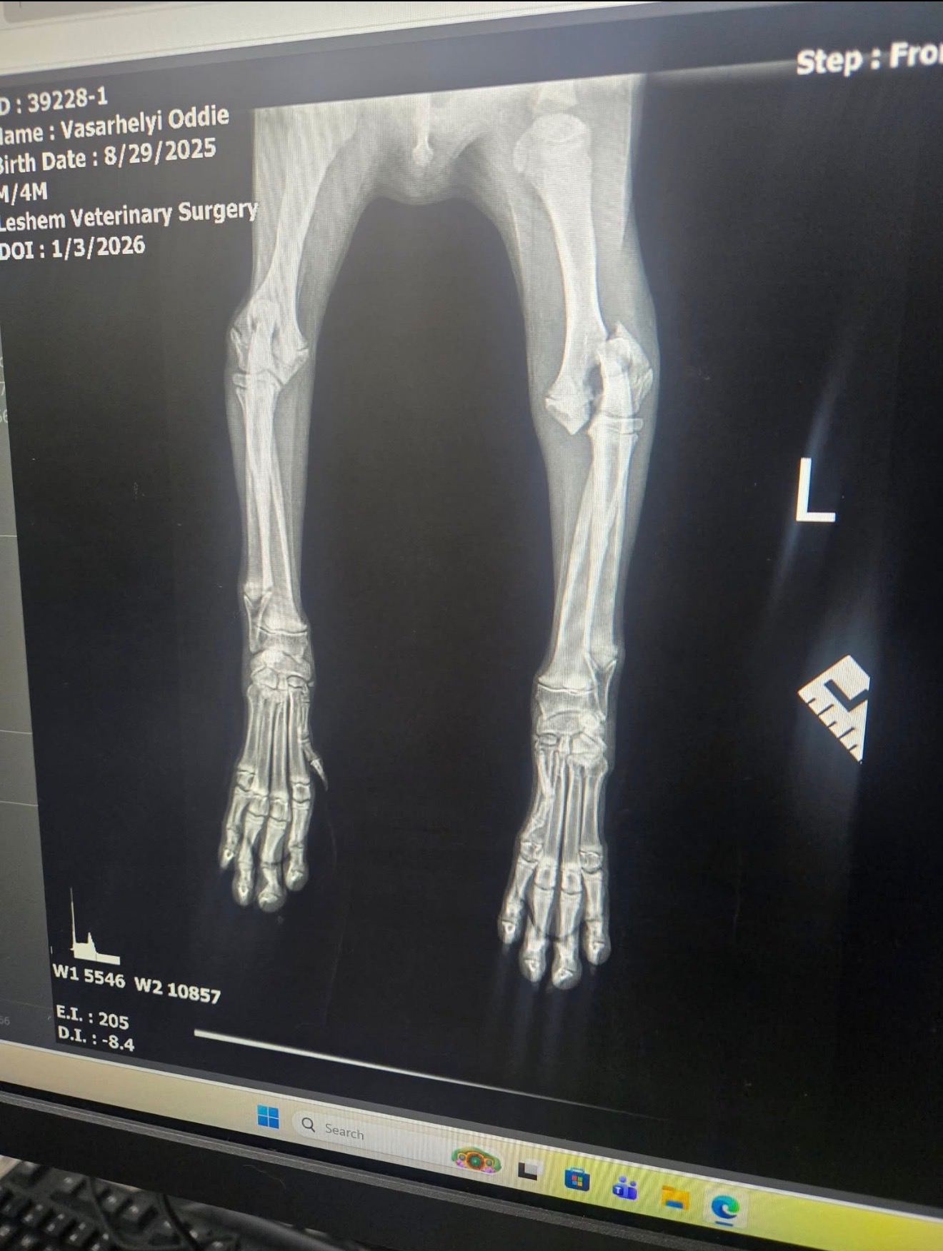 Help Odie Heal: Surgery for Our Puppy campaign photo, 2 of 6