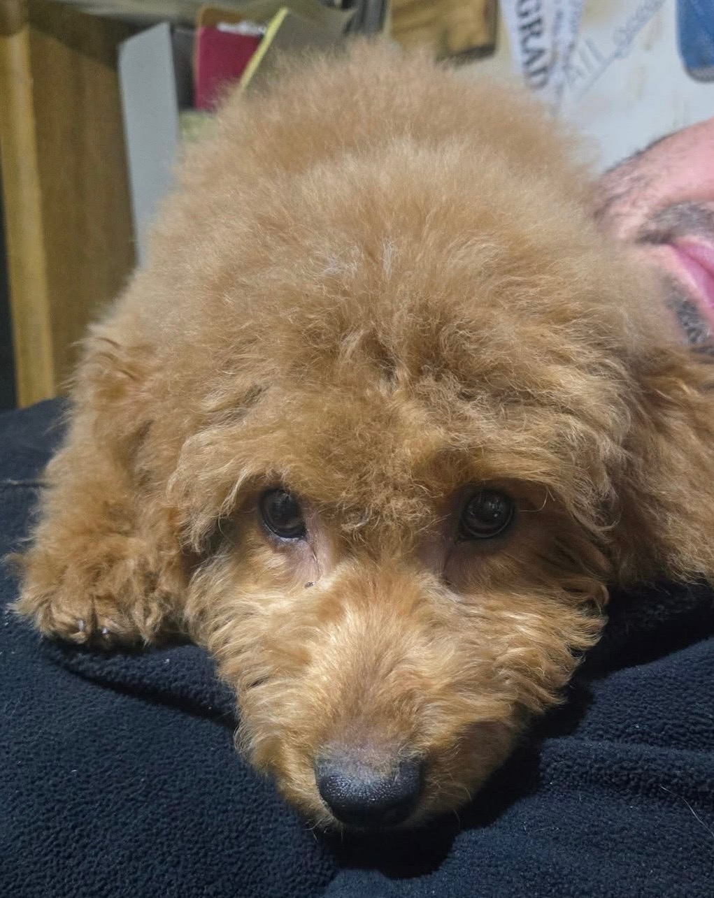 Help Odie Heal: Surgery for Our Puppy campaign photo, 4 of 6
