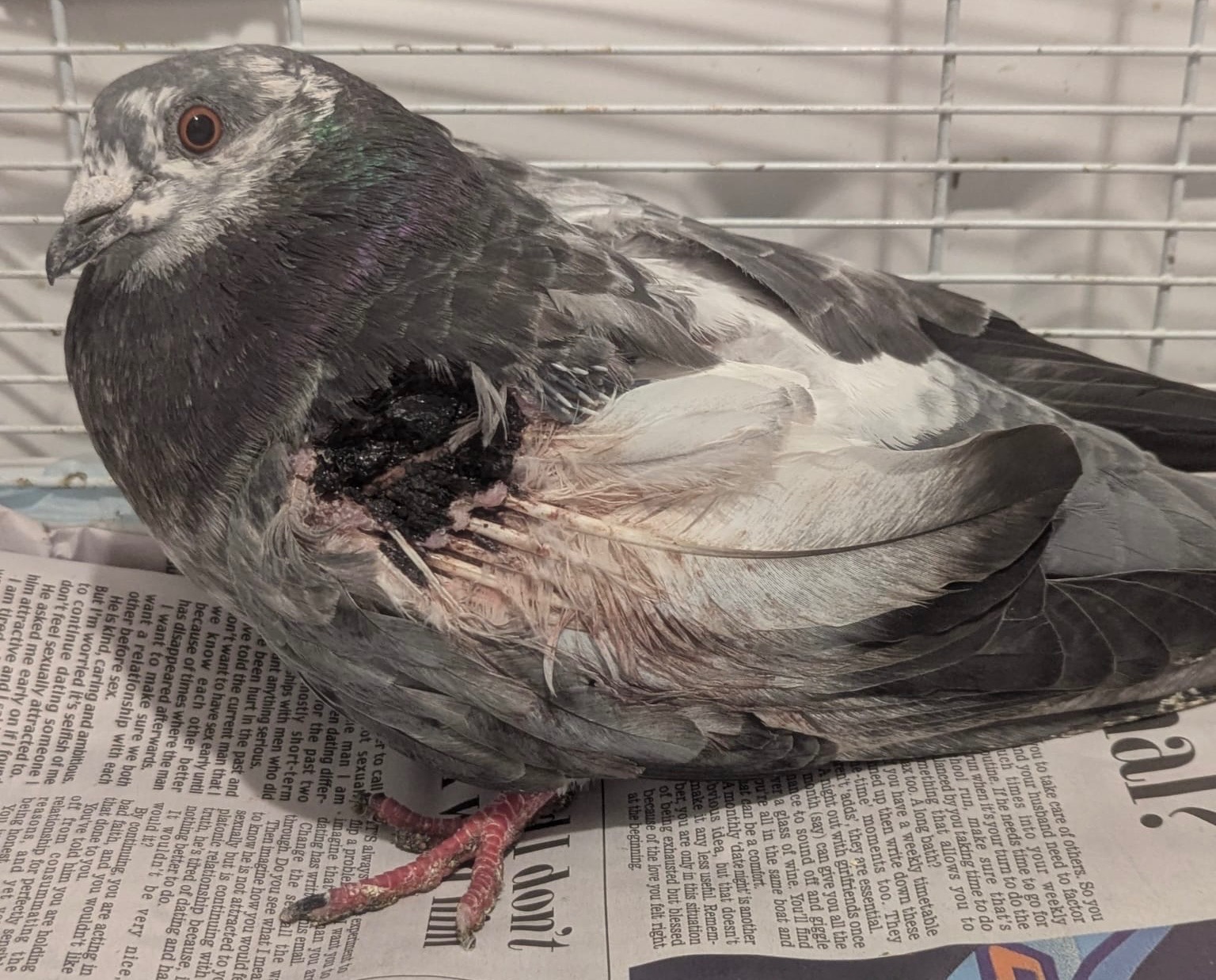 Six Counties Pigeon Support Donations campaign photo, 4 of 5