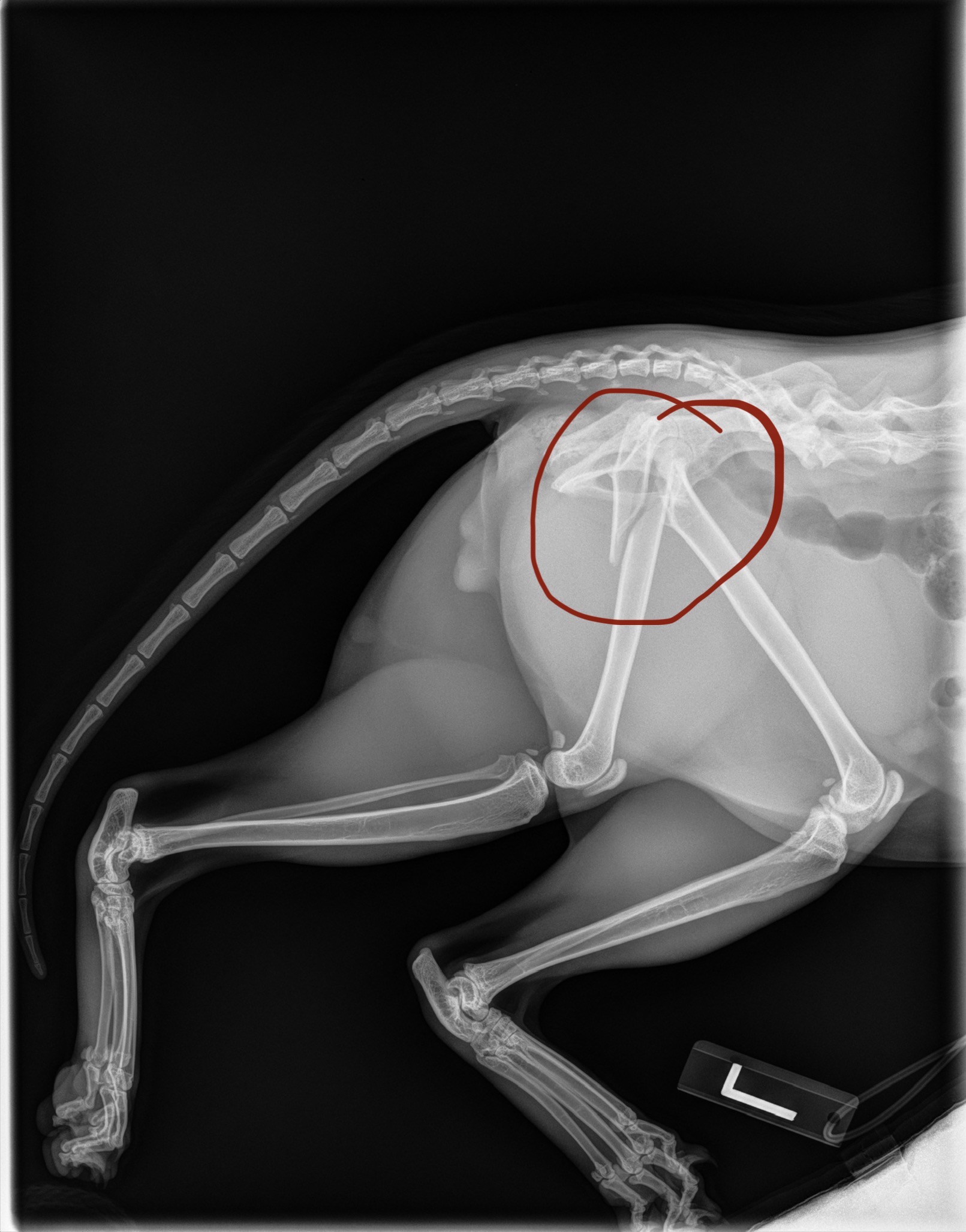 Help Milan Get Urgent Surgery and Heal campaign photo, 2 of 4