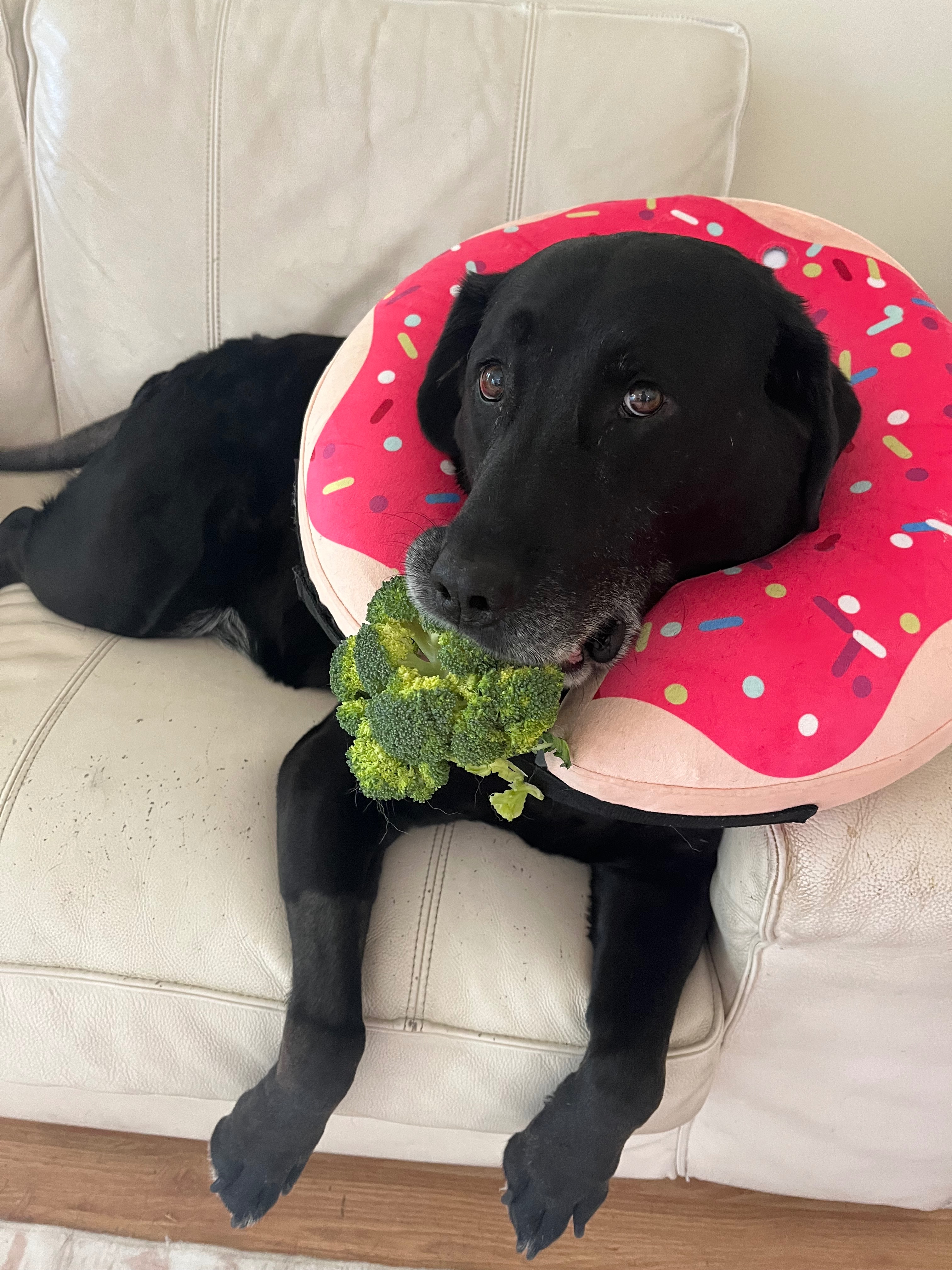 Support Clementine’s  Cancer Battle campaign photo, 2 of 5