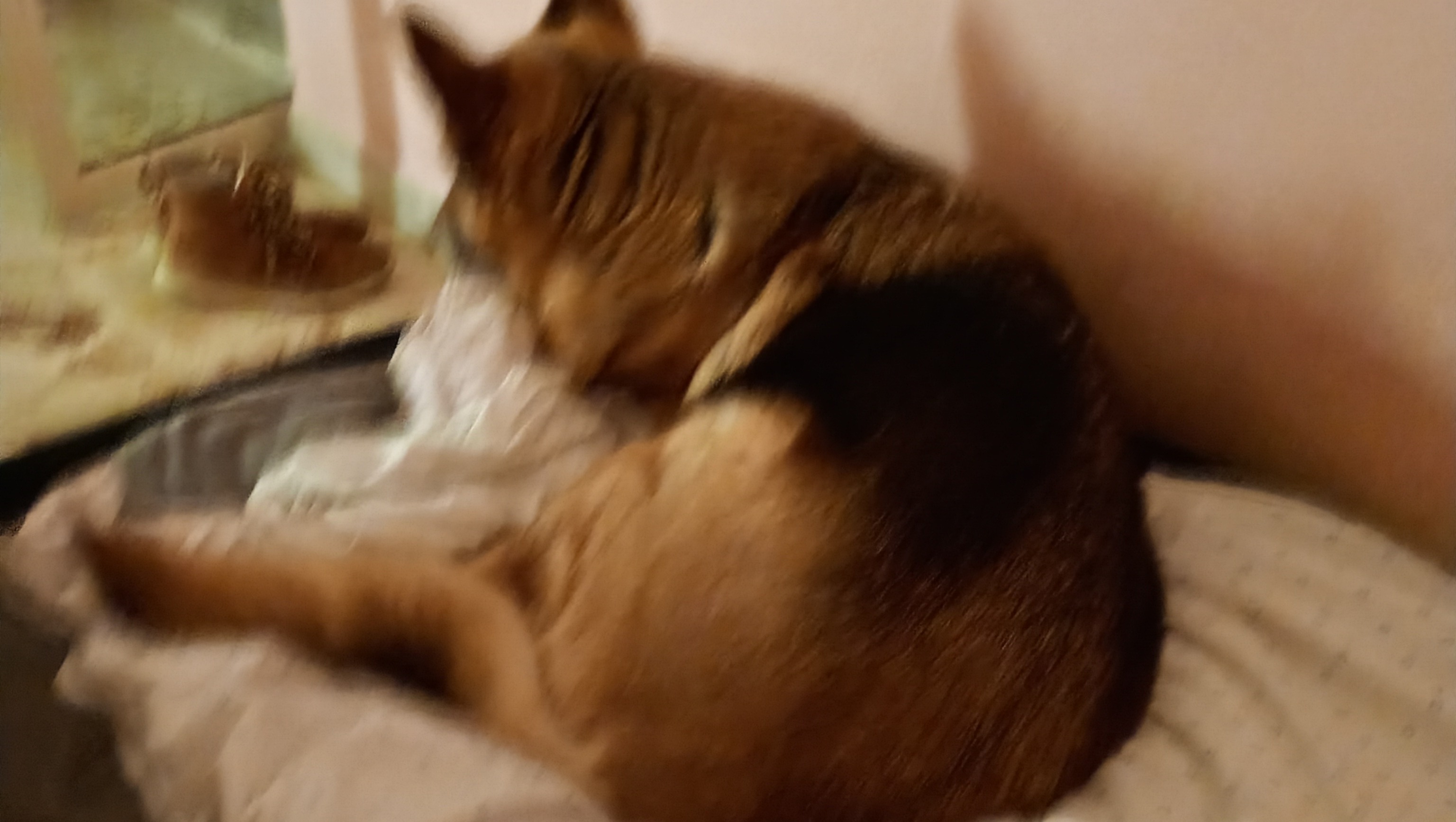 Il mio cane necessita un operazione perché ha un tumore photo