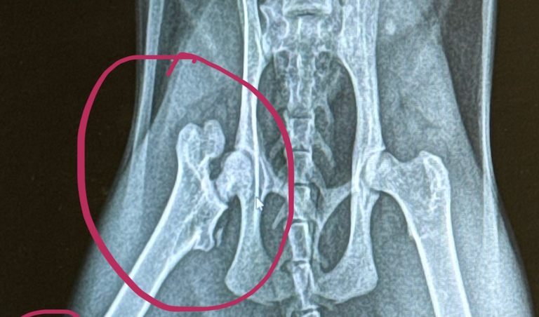 Support Graycie’s Journey to a Pain-Free Life campaign photo, 7 of 8