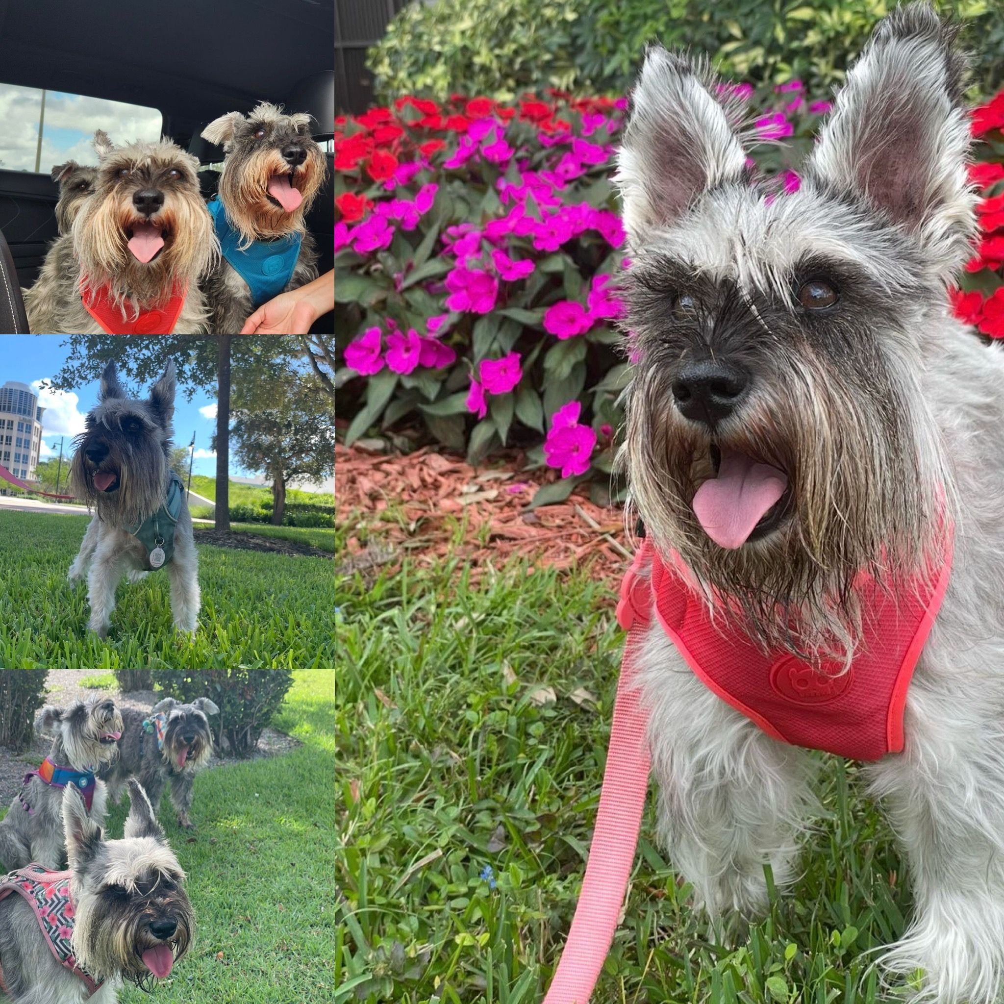 Help Fifi Fight a Rare Neurological Condition campaign photo, 4 of 7