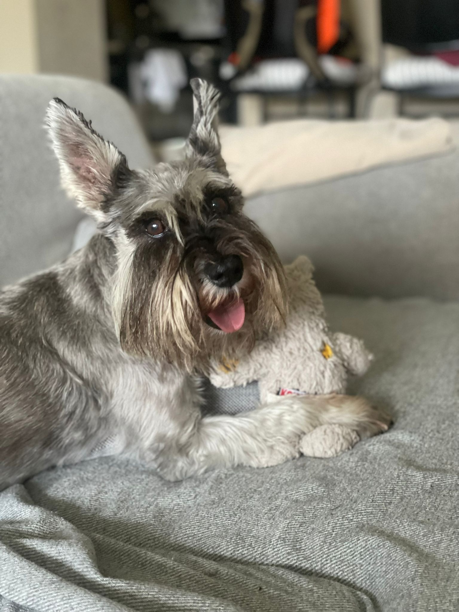 Help Fifi Fight a Rare Neurological Condition campaign photo, 2 of 7