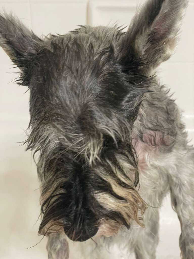Help Fifi Fight a Rare Neurological Condition campaign photo, 6 of 7