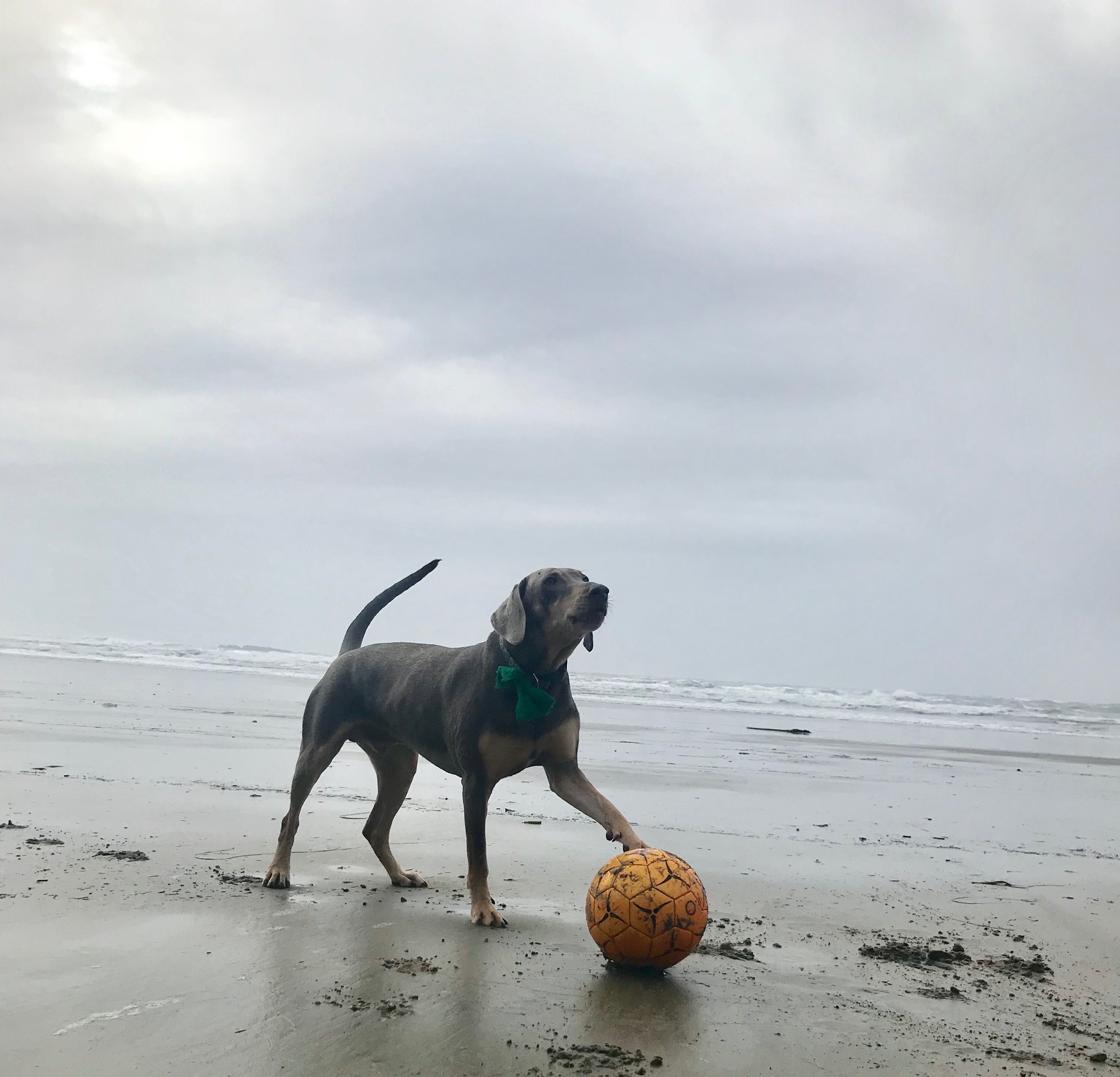 Help Finnegan Get Life Saving Surgery campaign photo, 7 of 8