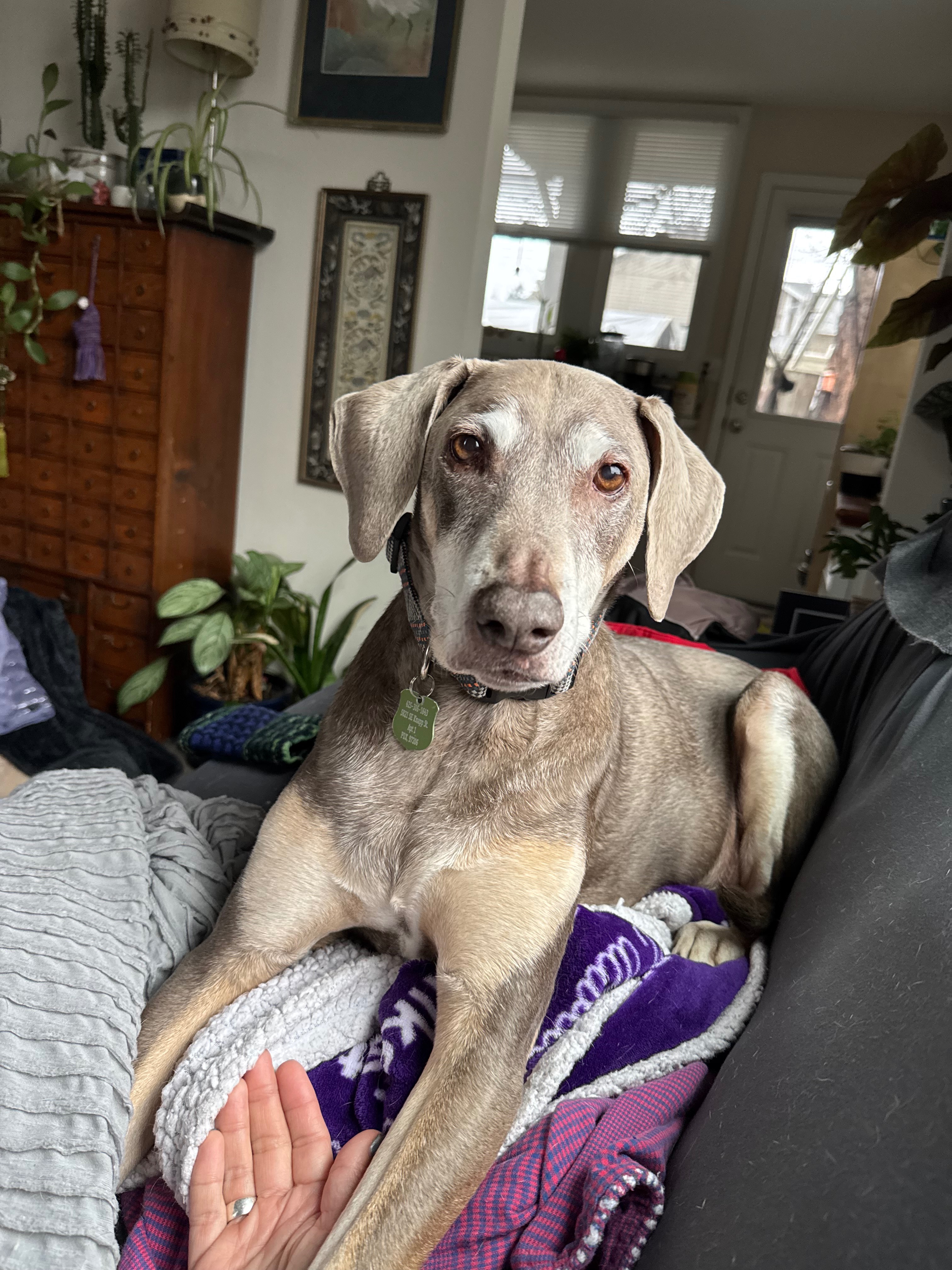 Help Finnegan Get Life Saving Surgery campaign photo, 2 of 8