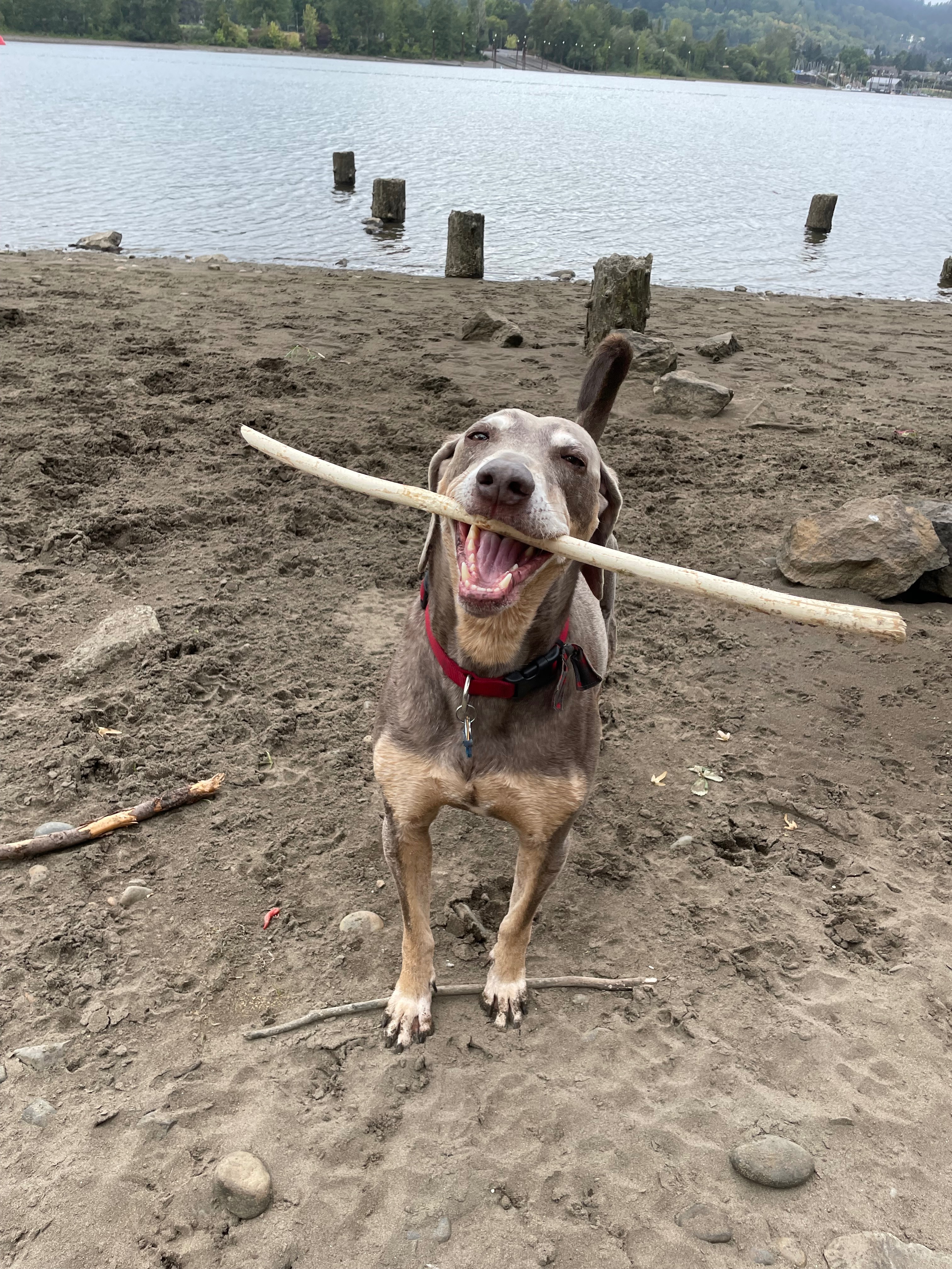 Help Finnegan Get Life Saving Surgery campaign photo, 4 of 8