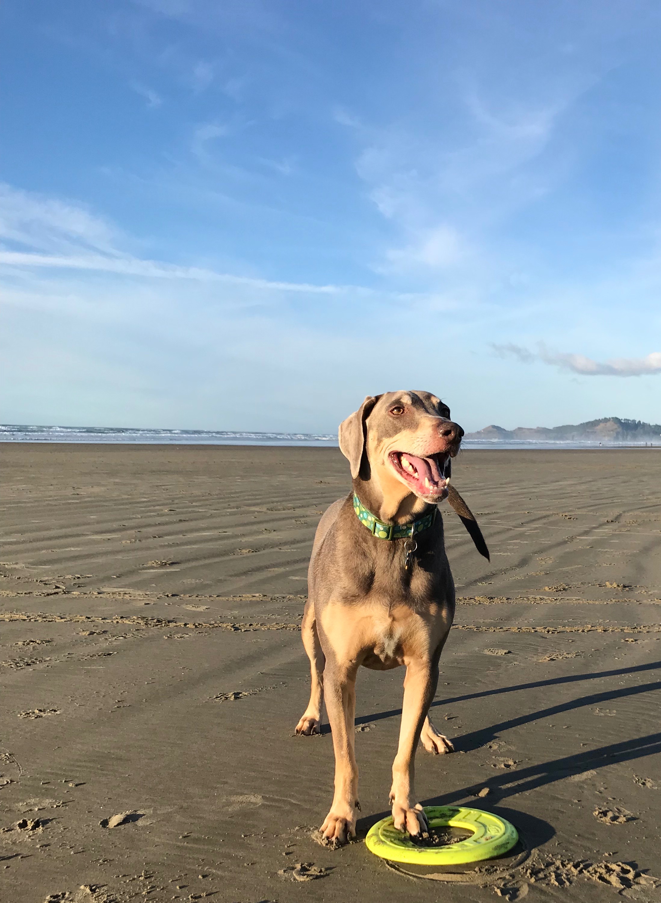 Help Finnegan Get Life Saving Surgery campaign photo, 5 of 8