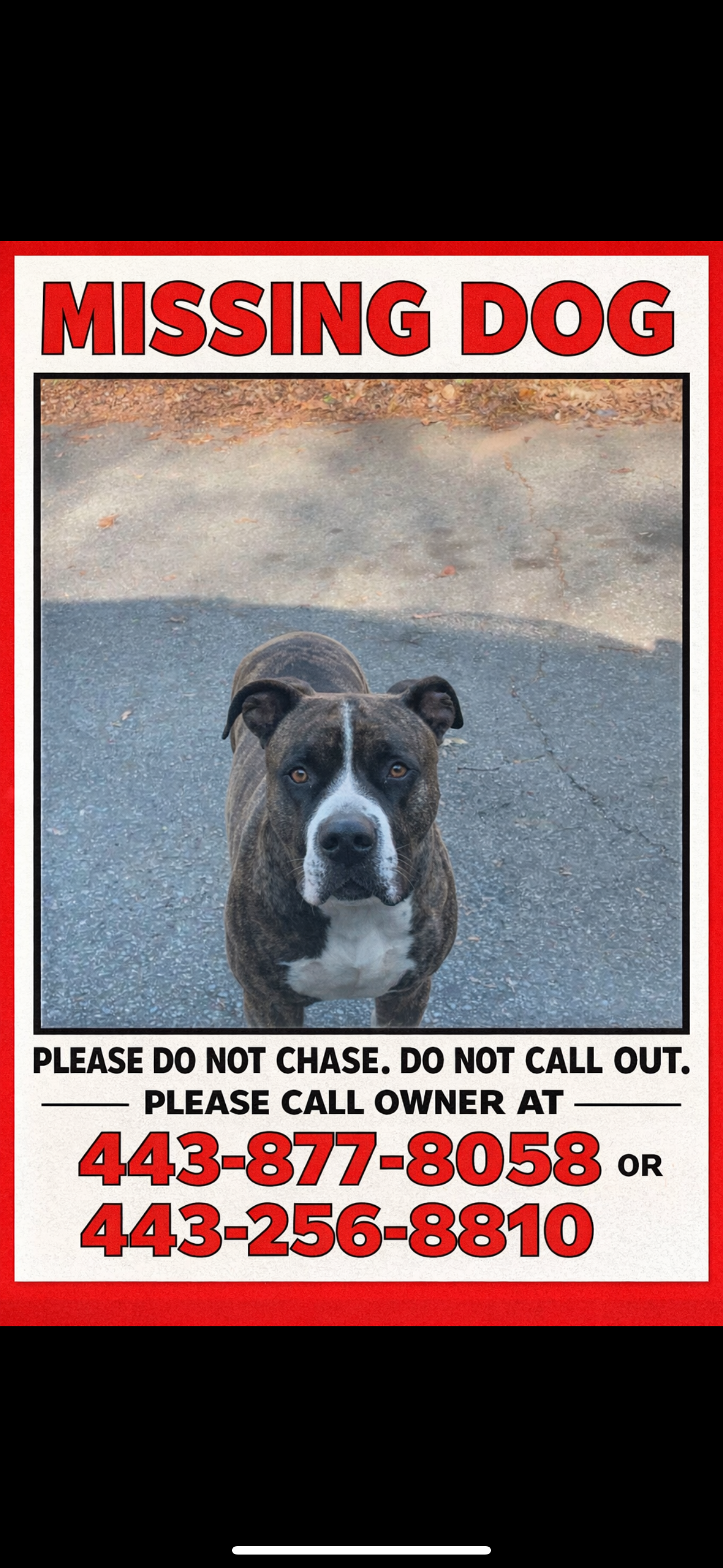 Support Our Search to Find Diesel campaign photo, 2 of 5