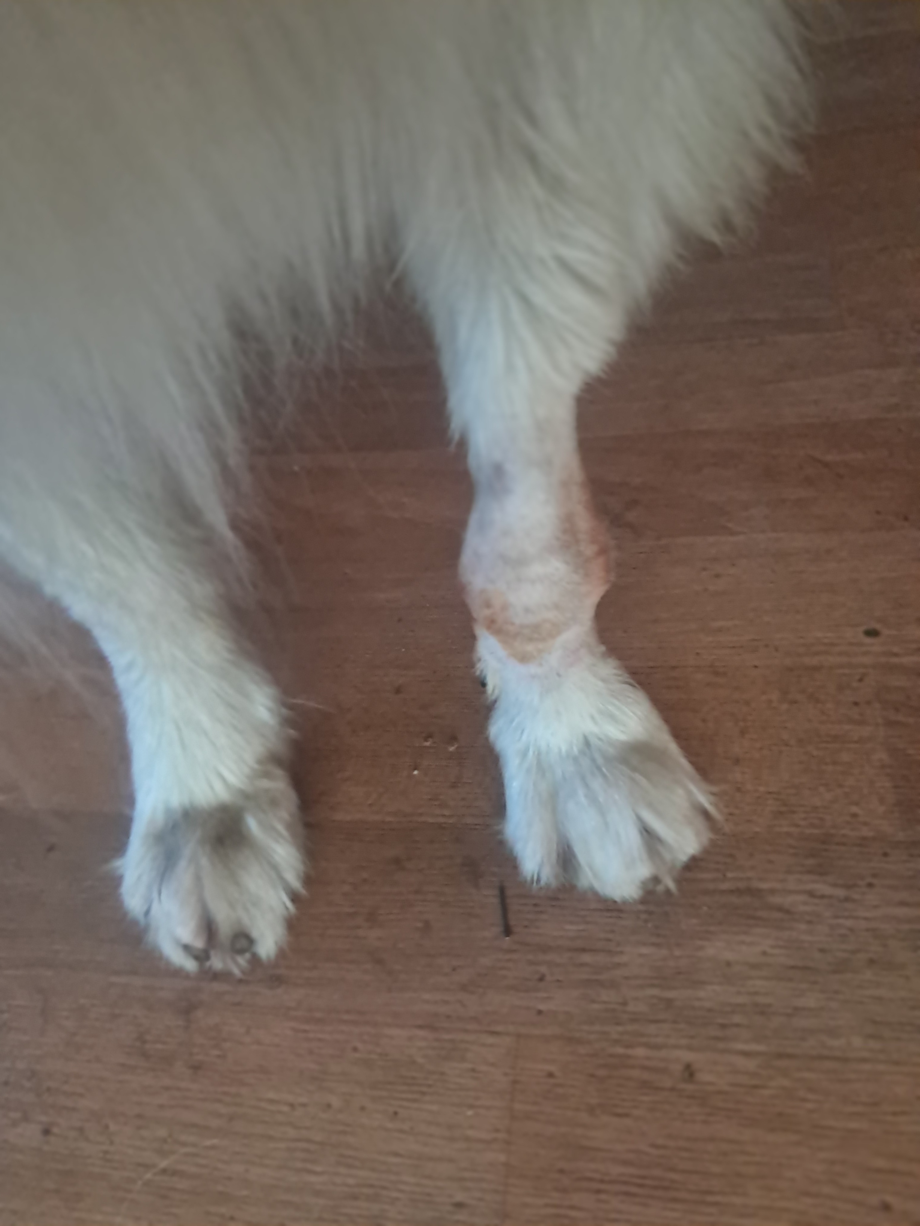 Hondenrolstoel Gehandicapten Kleine Honden Rolstoel, Voor Gehandicapte Hond,  Kat, Konijn Revalidatie Scooter Hondenkar Verstelbare 2 Wielen Huisdier  Rolstoel,XS,Pleasant63 Hondenrolstoel Met Rolstoel, image size:3060x4080