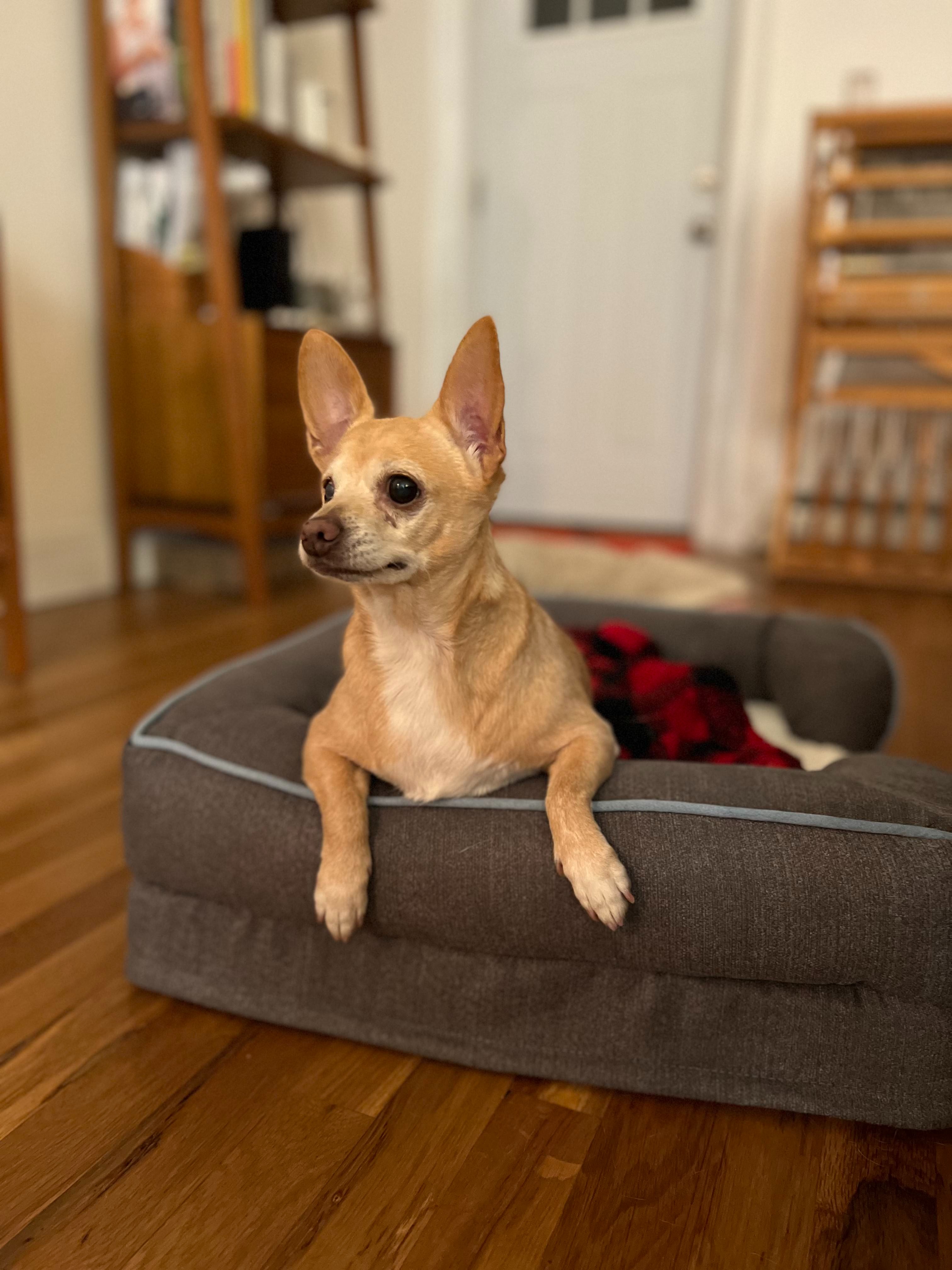 Help Rosie the Rescue Chihuahua Get Well campaign photo, 7 of 8