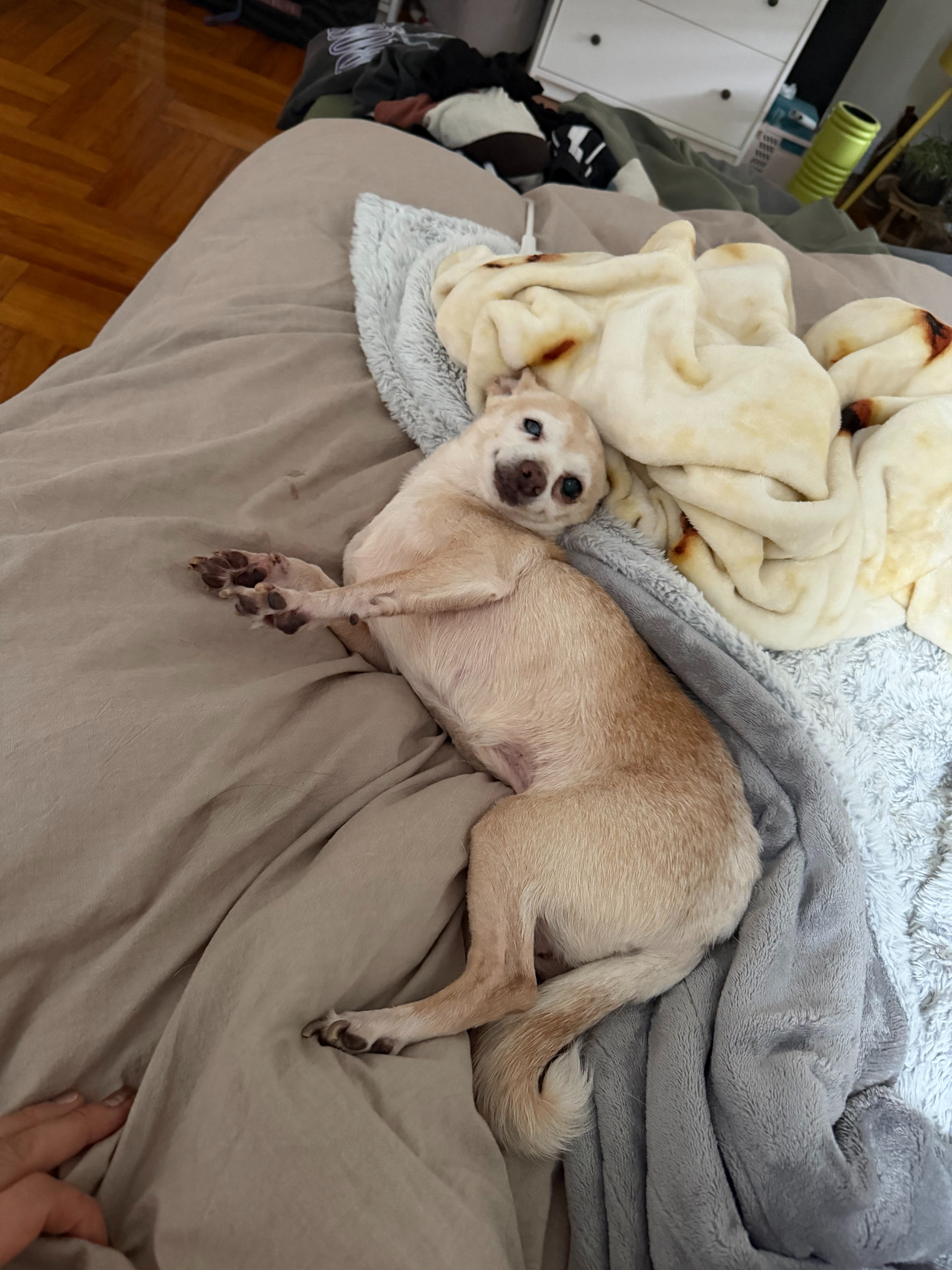 Help Rosie the Rescue Chihuahua Get Well campaign photo, 2 of 8