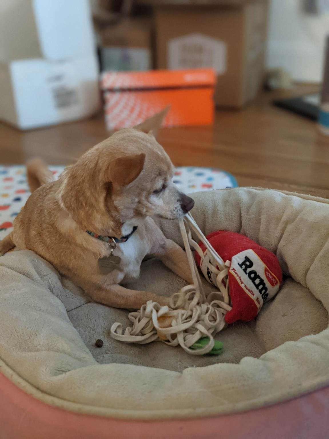 Help Rosie the Rescue Chihuahua Get Well campaign photo, 4 of 8