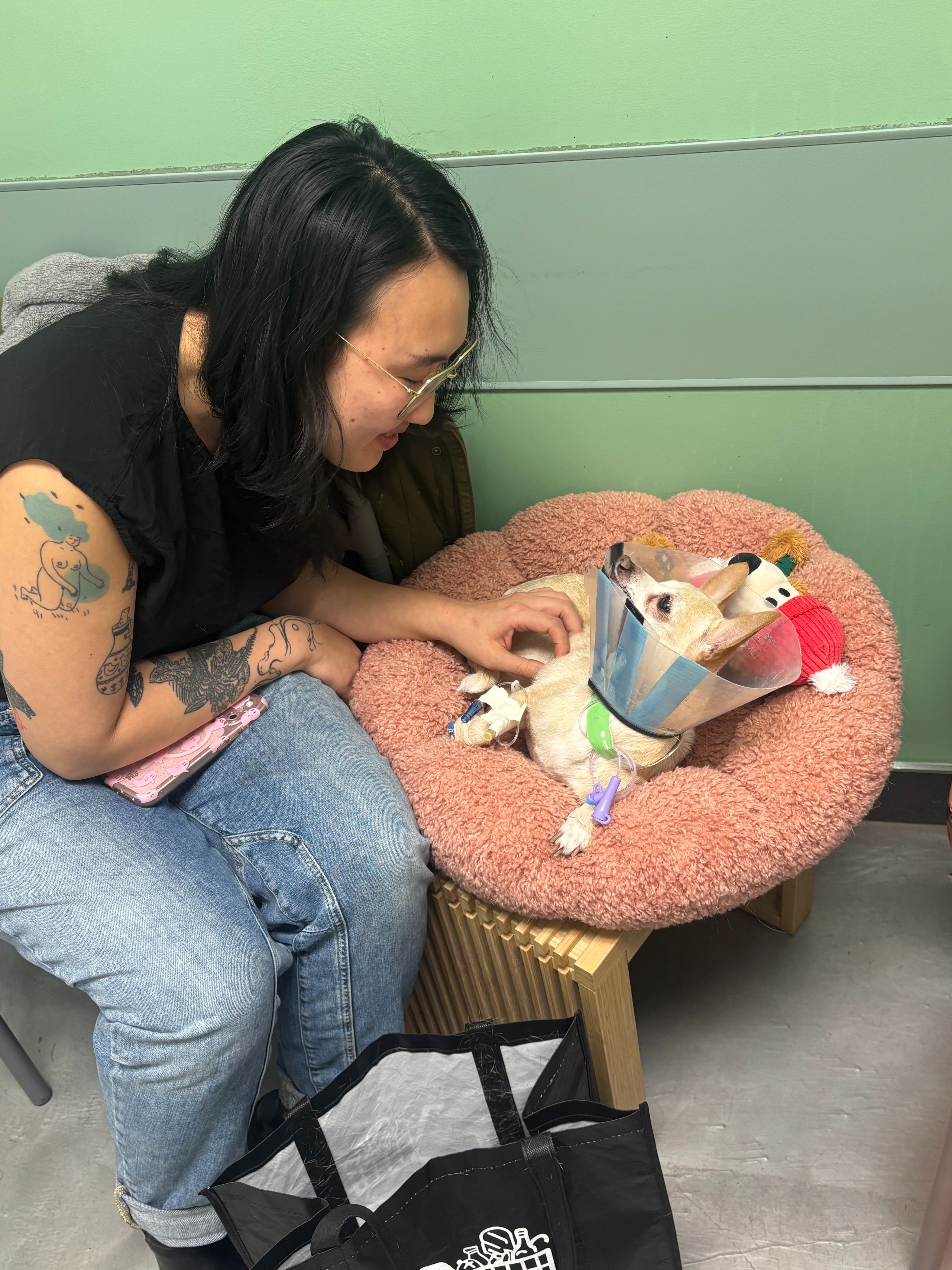 Help Rosie the Rescue Chihuahua Get Well campaign photo, 6 of 8