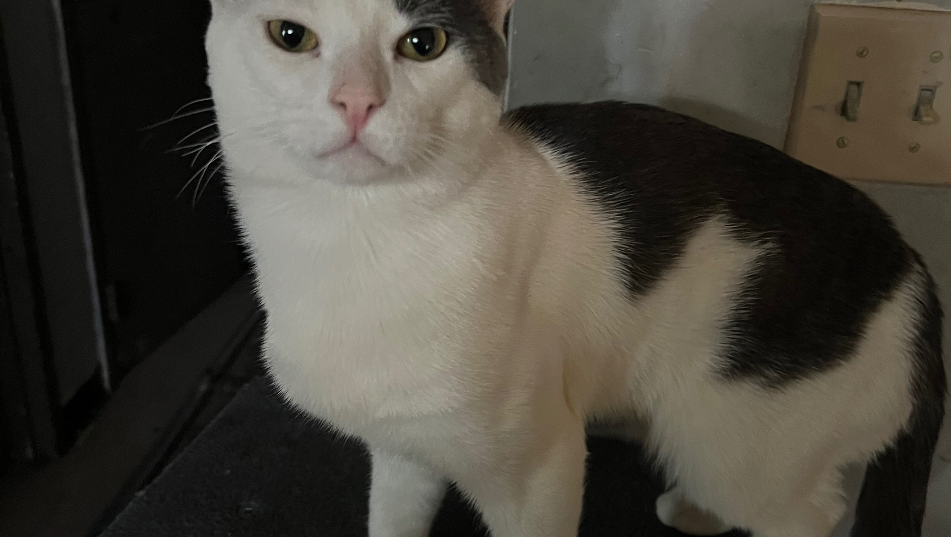 Help Simba Get Life-Saving Surgery photo