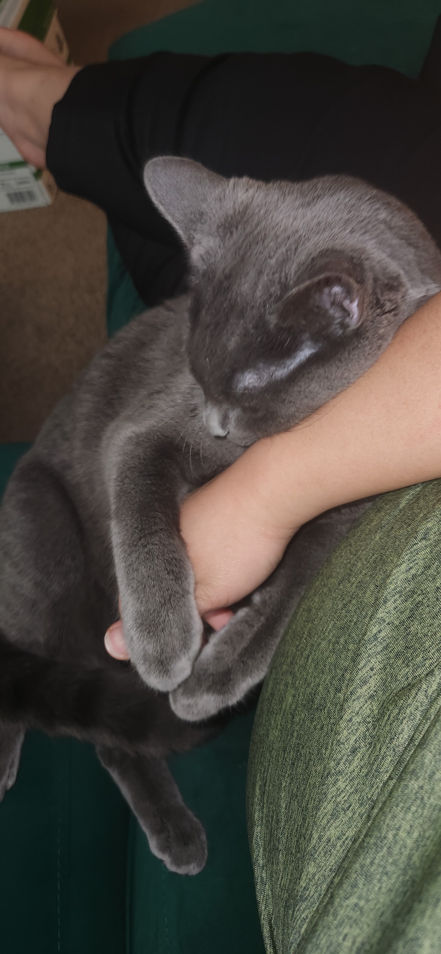 Help Greywind With His Emergency Treatment campaign photo, 7 of 8