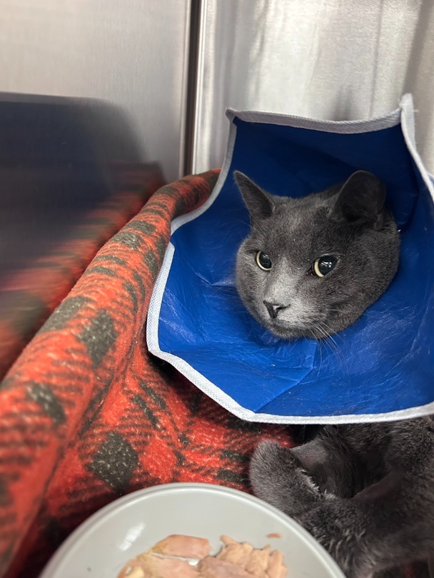 Help Greywind With His Emergency Treatment campaign photo, 4 of 8