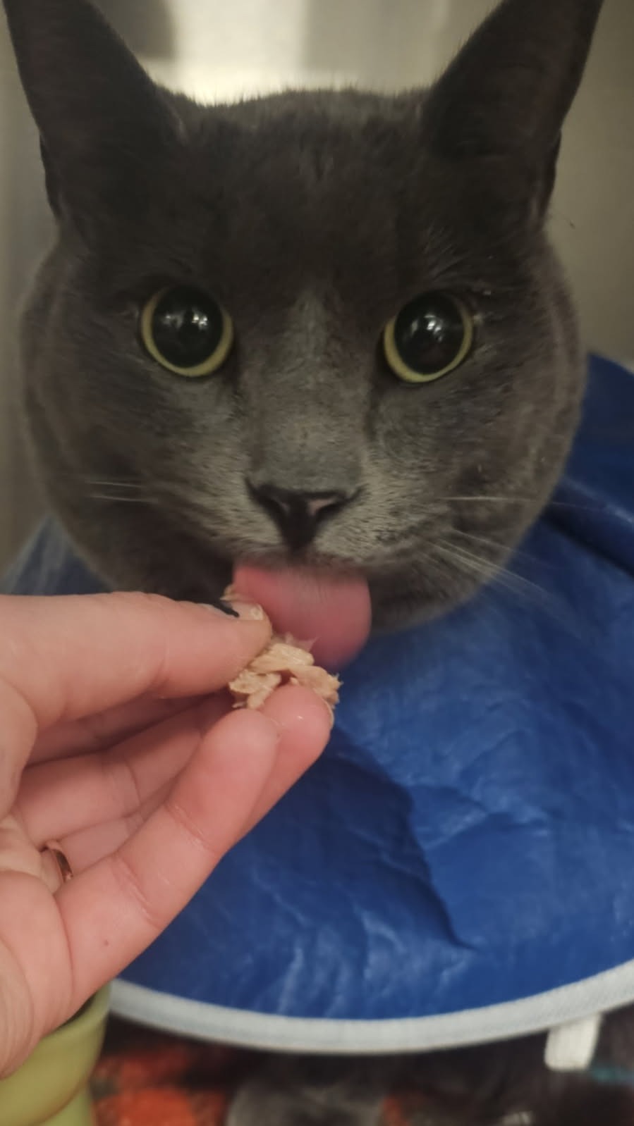 Help Greywind With His Emergency Treatment campaign photo, 6 of 8