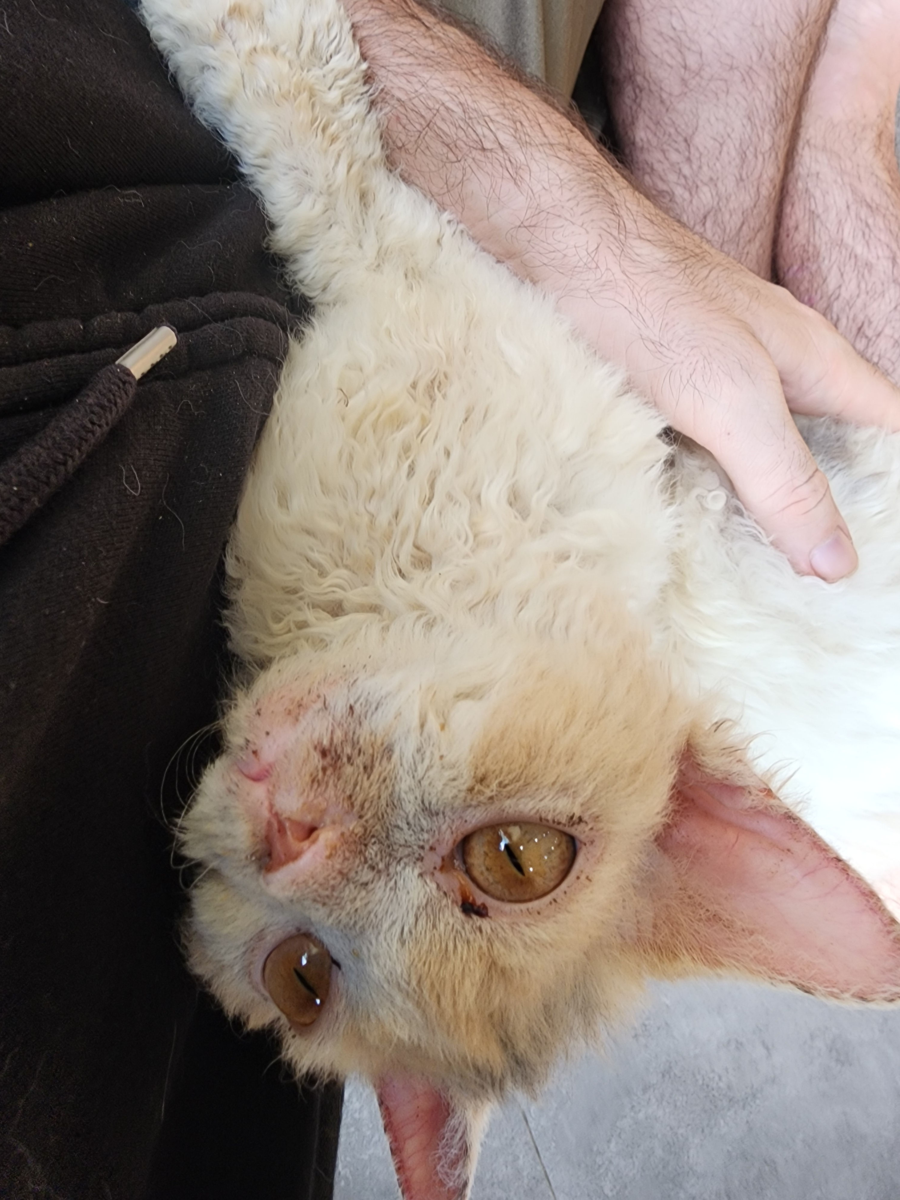 Help Meo Get Life-Saving Surgery campaign photo, 2 of 4