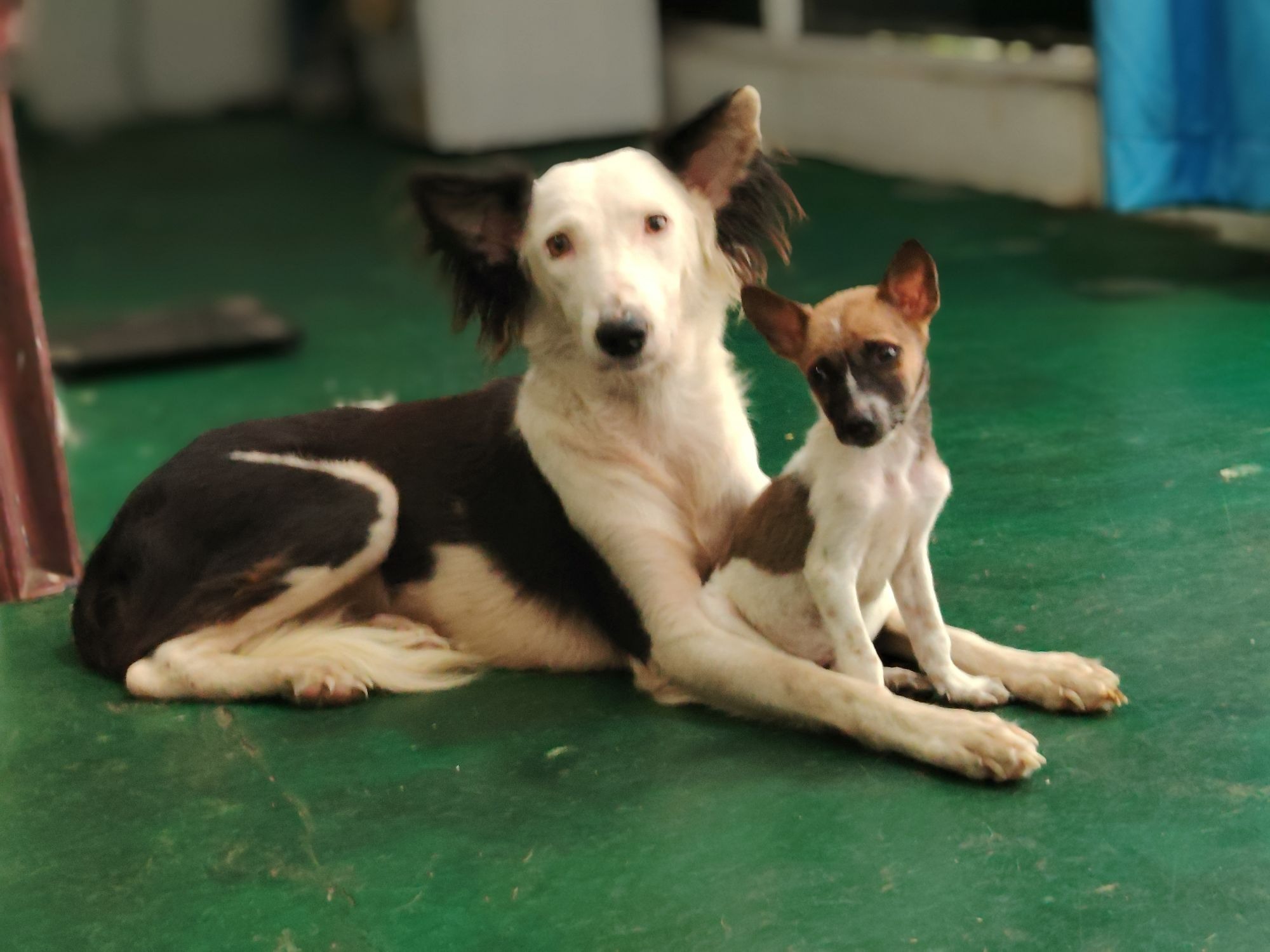 Help Give Stray Dogs & Cats in Bentota a Better Future ❤️ campaign photo, 2 of 8