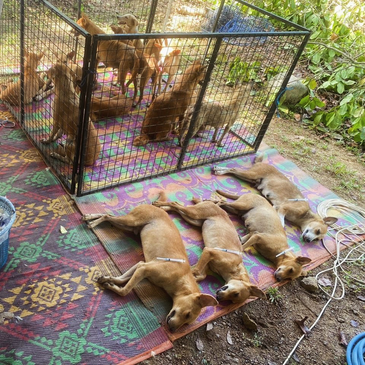 Help Give Stray Dogs & Cats in Bentota a Better Future ❤️ campaign photo, 4 of 8