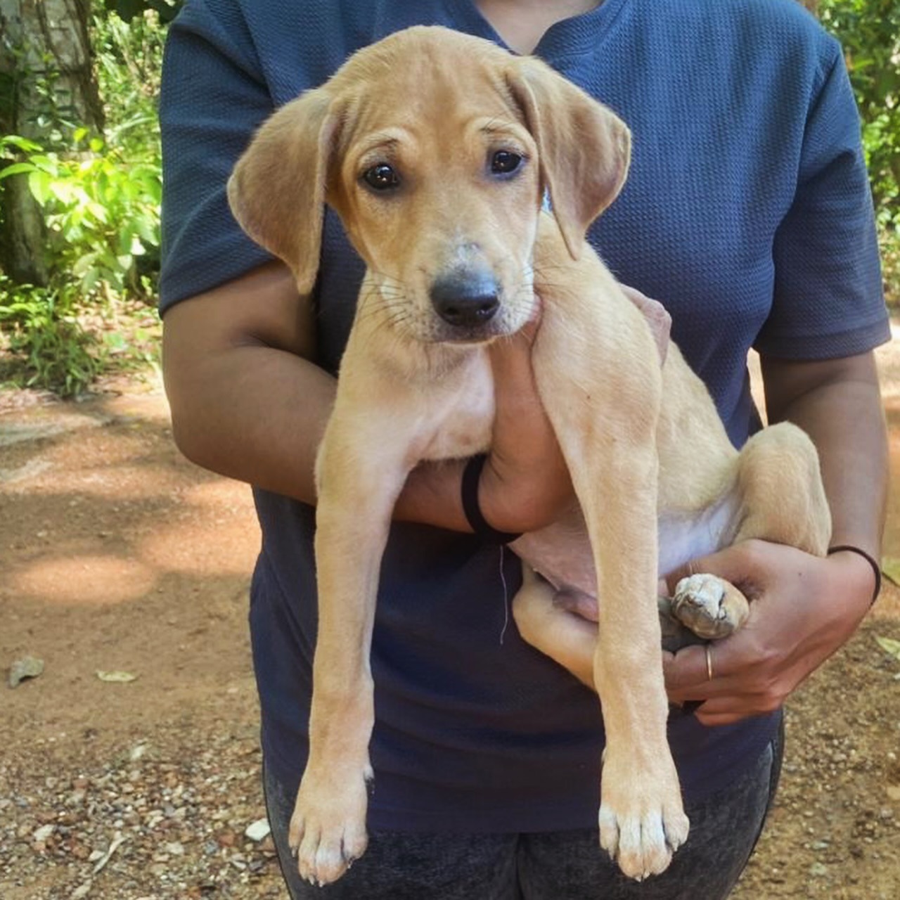 Help Give Stray Dogs & Cats in Bentota a Better Future ❤️ campaign photo, 5 of 8