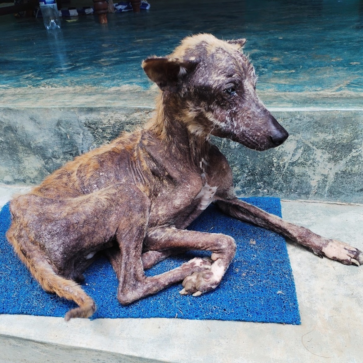 Help Give Stray Dogs & Cats in Bentota a Better Future ❤️ campaign photo, 6 of 8