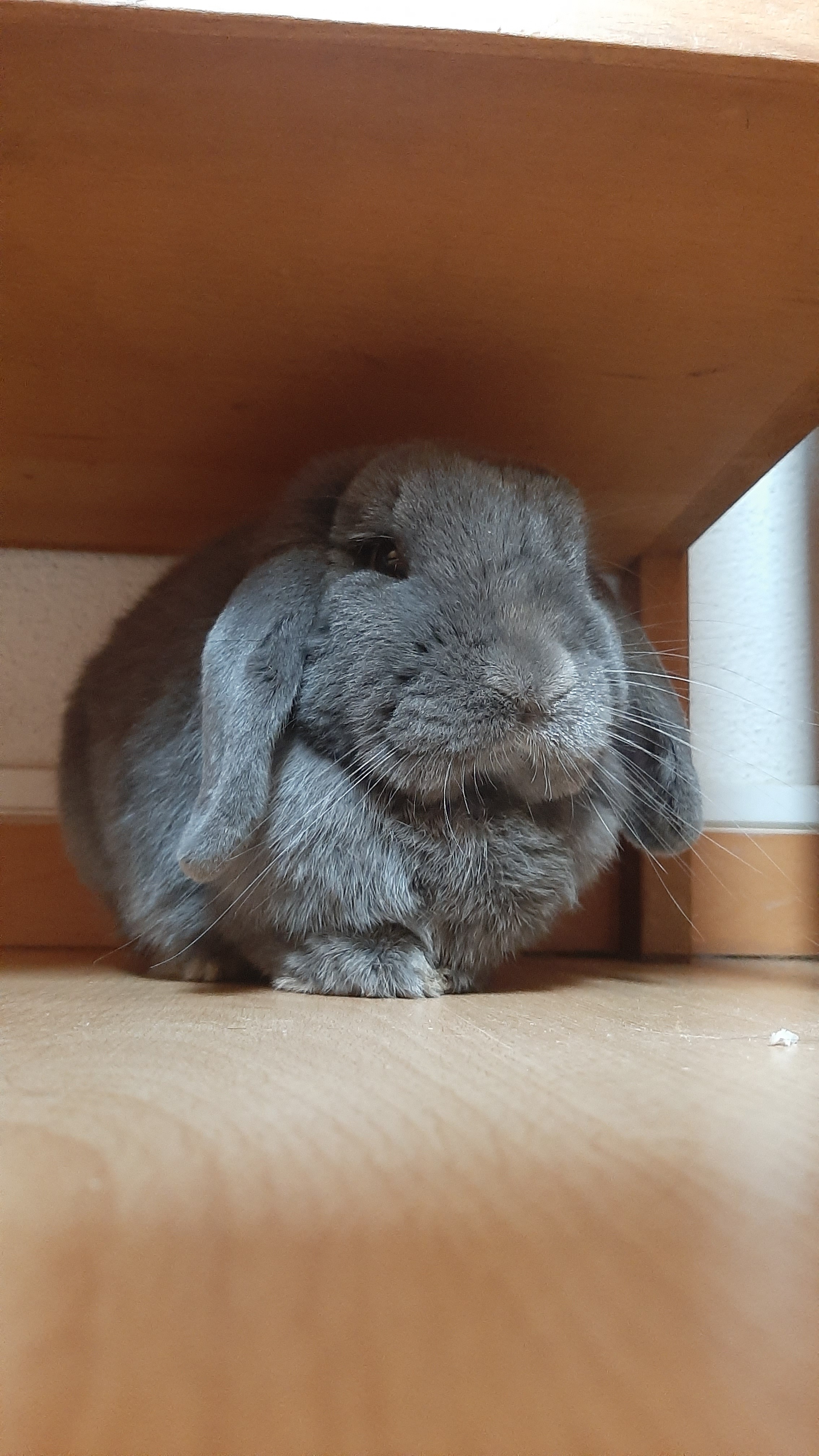 Urgent Dental Surgery for Chihiro the Bunny campaign photo, 2 of 8