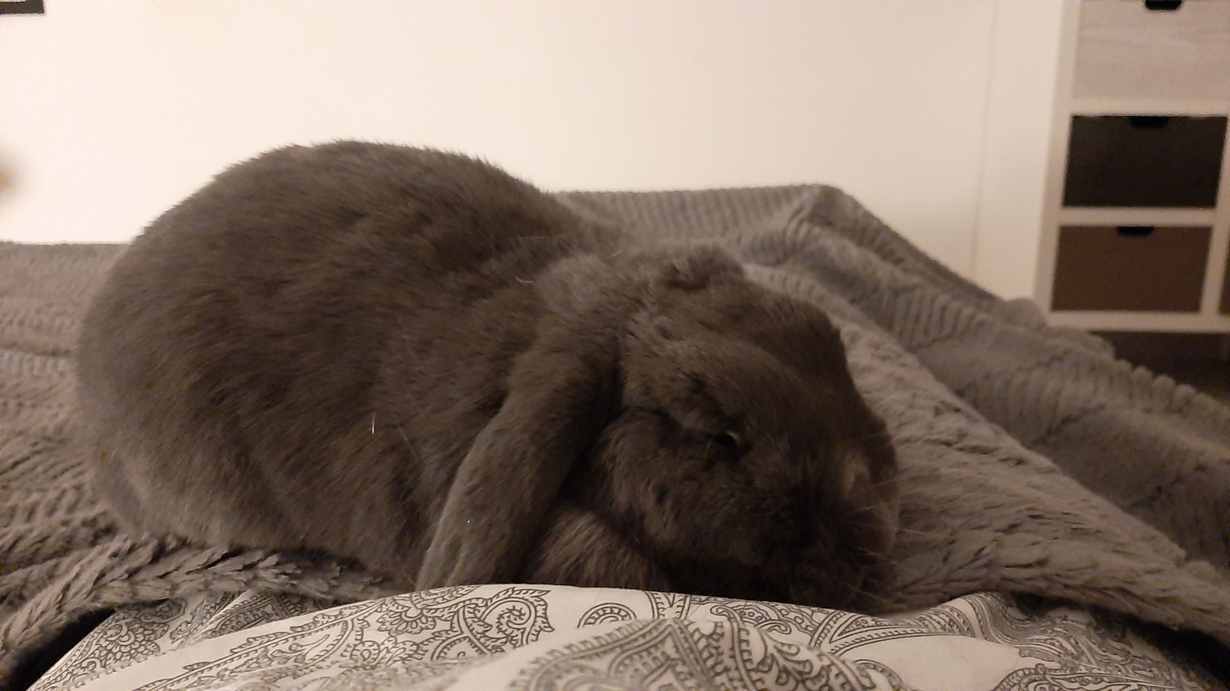 Urgent Dental Surgery for Chihiro the Bunny campaign photo, 7 of 8